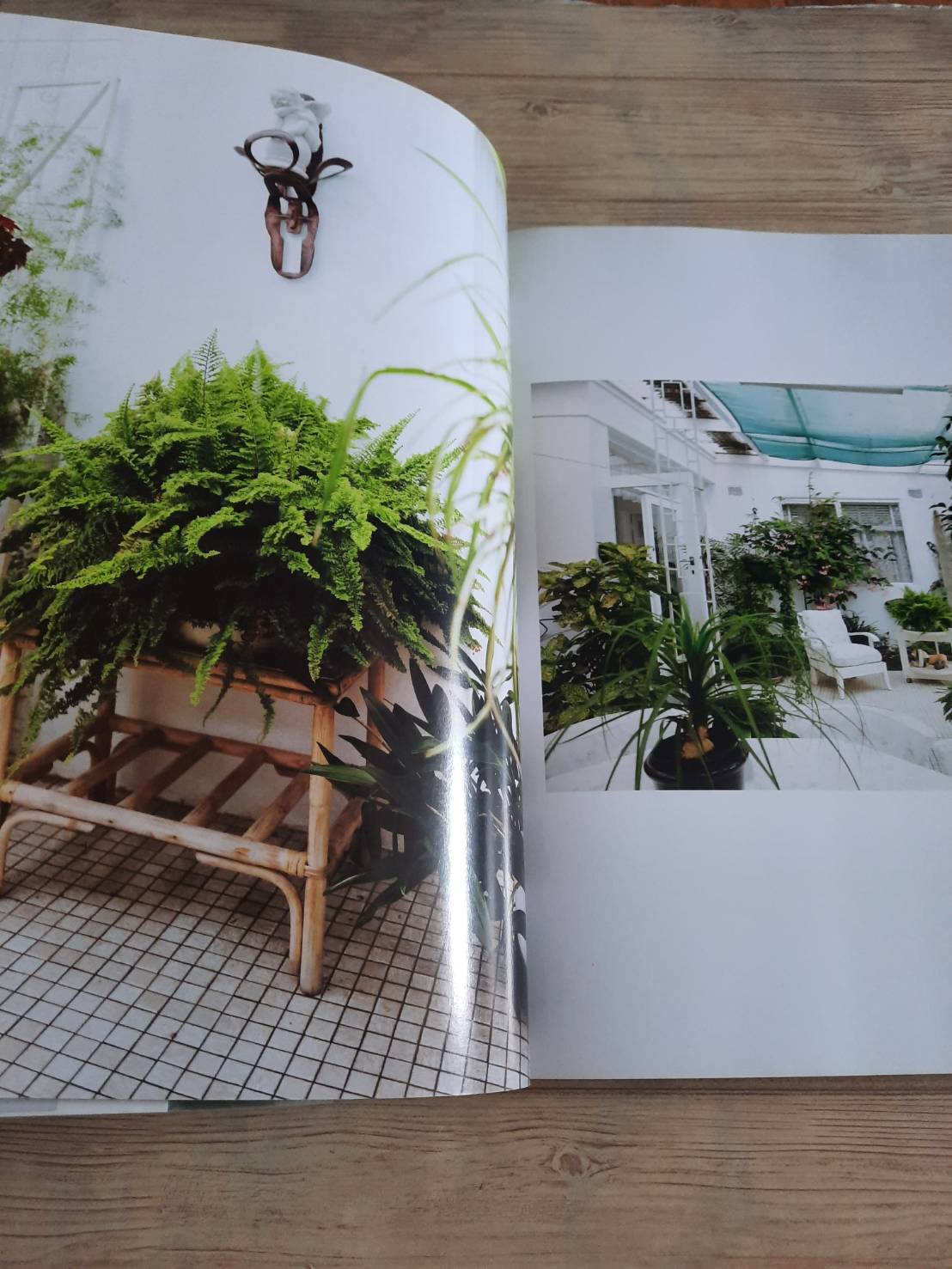 Indoor Green Living with Plants By Mr.Kitly's Bree Claffey Photography By Lauren Barnford