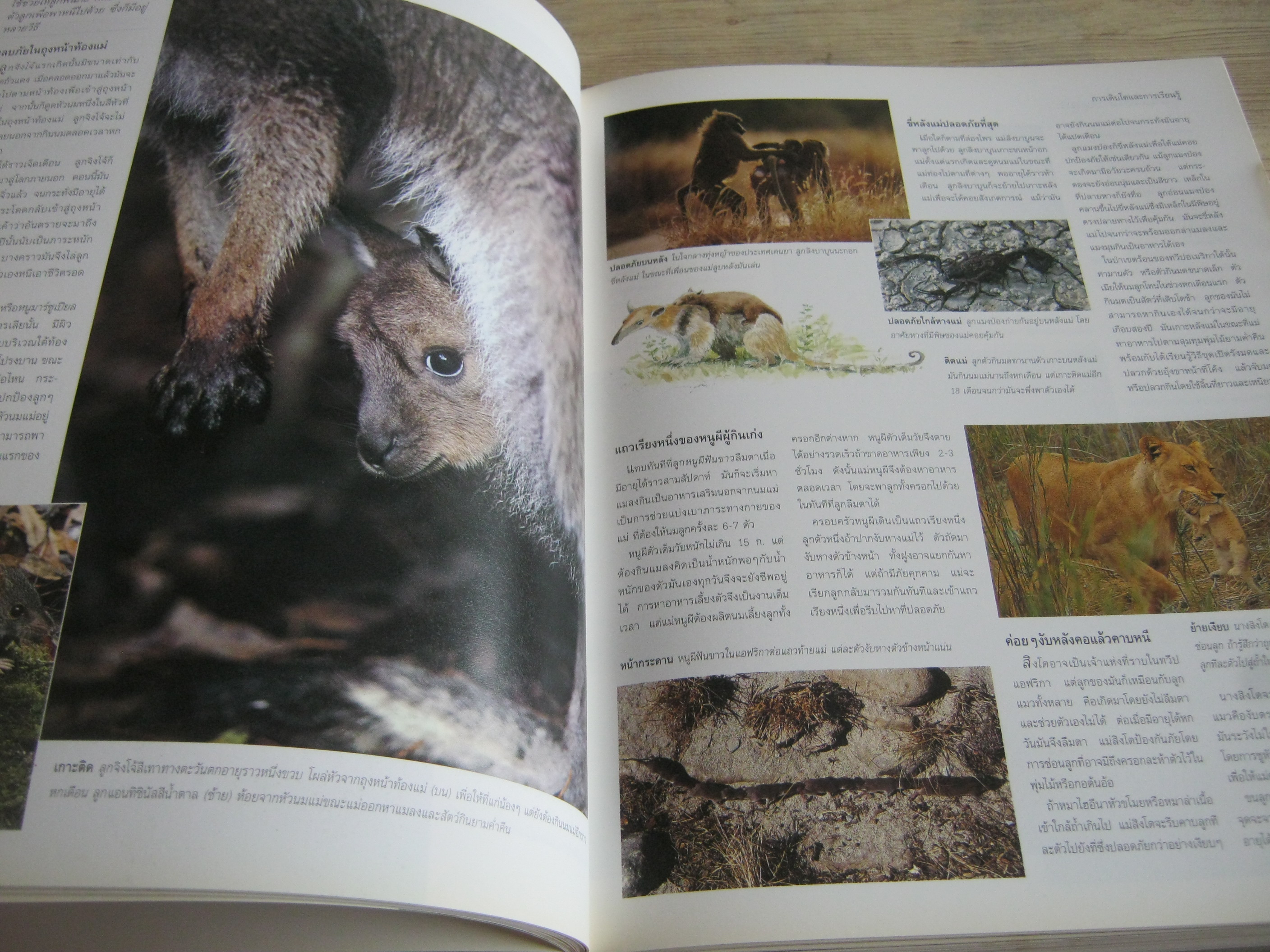 รีดเดอร์ส ไดเจสท์ สำรวจชีวิต สัตว์โลกผู้น่าทึ่ง