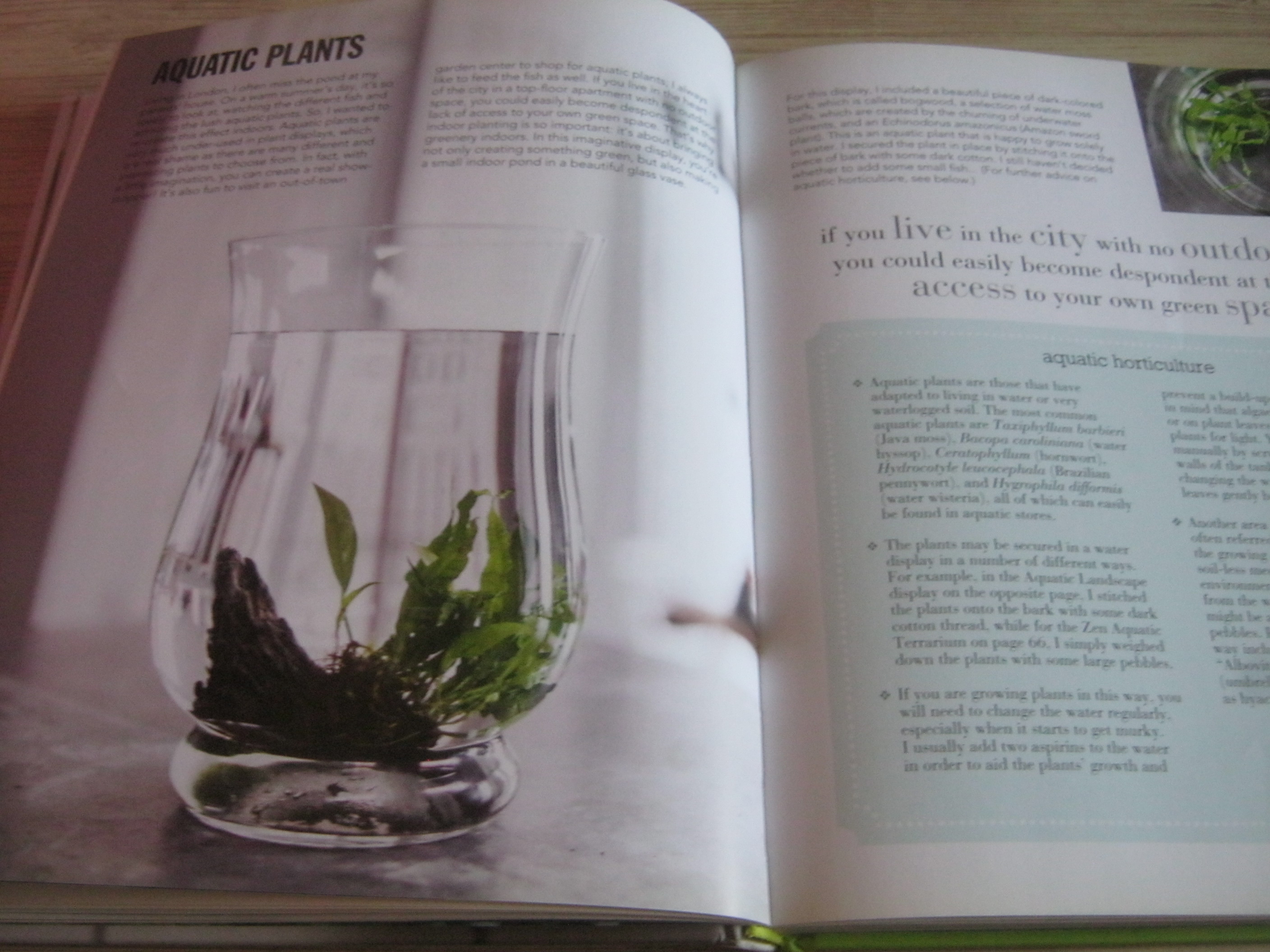 House Plants By Isabelle Palmer