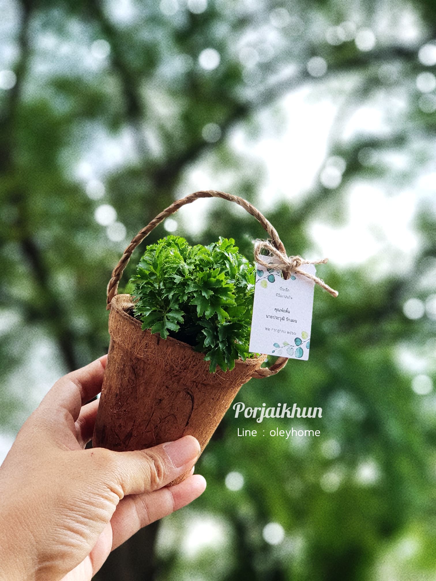 ของชำร่วยต้นไม้มงคลในกระถางใยมะพร้าวมีหูหิ้วในตัว