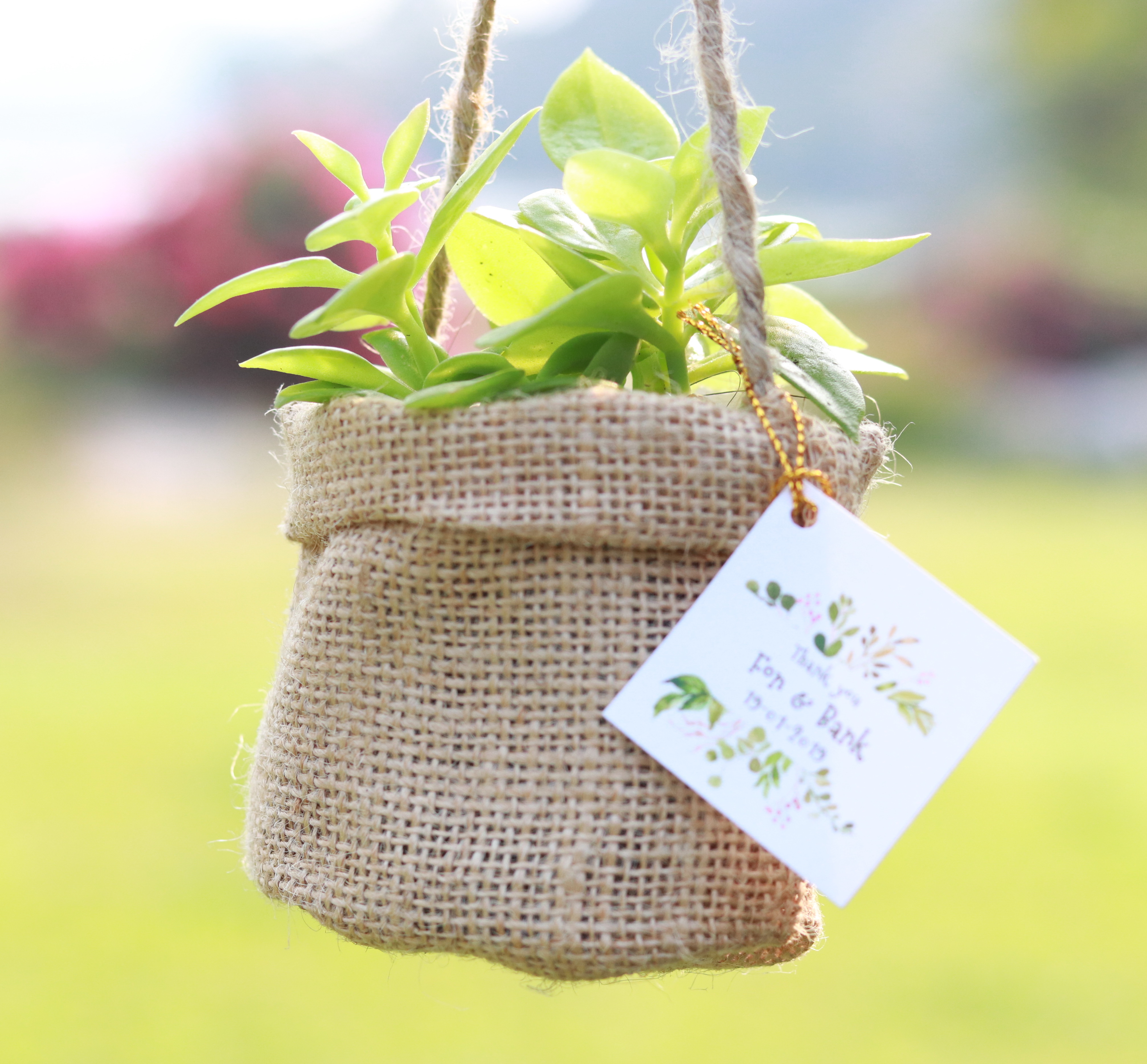 ของชำร่วยต้นไม้บรรจุถุงผ้ากระสอบพับปาก ขนาดกระถาง 3 นิ้ว