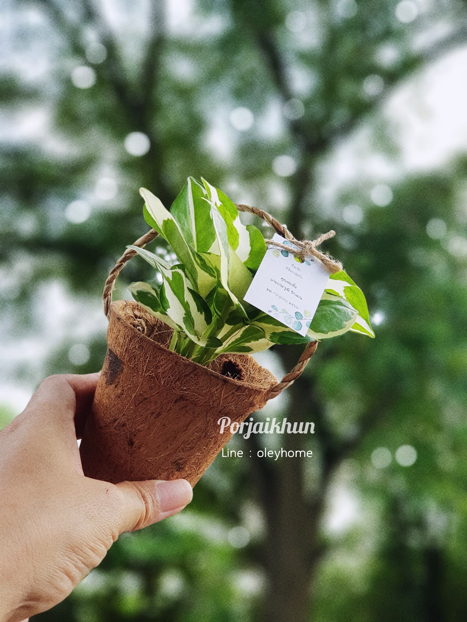 ของชำร่วยต้นไม้มงคลในกระถางใยมะพร้าวมีหูหิ้วในตัว
