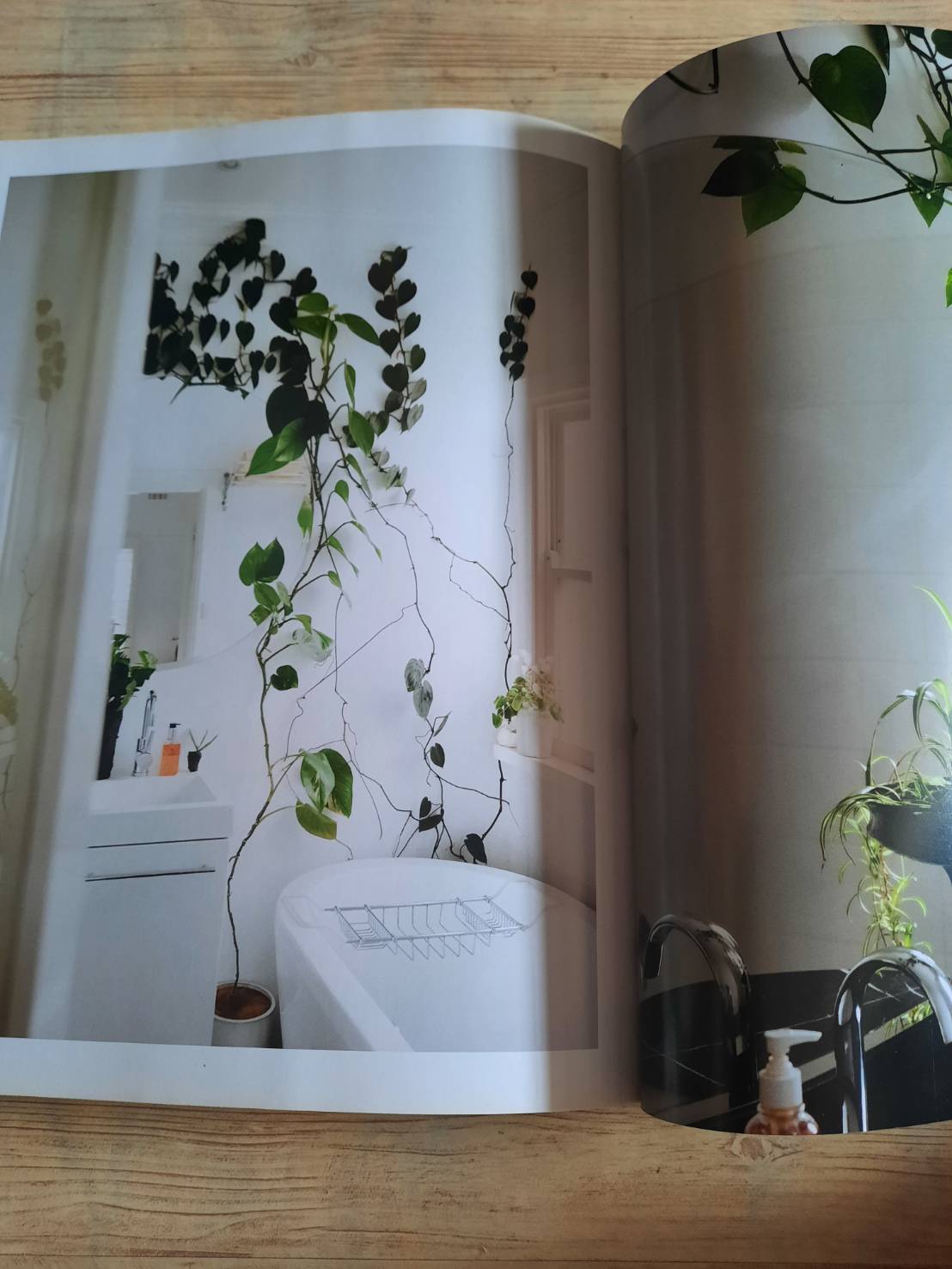 Indoor Green Living with Plants By Mr.Kitly's Bree Claffey Photography By Lauren Barnford