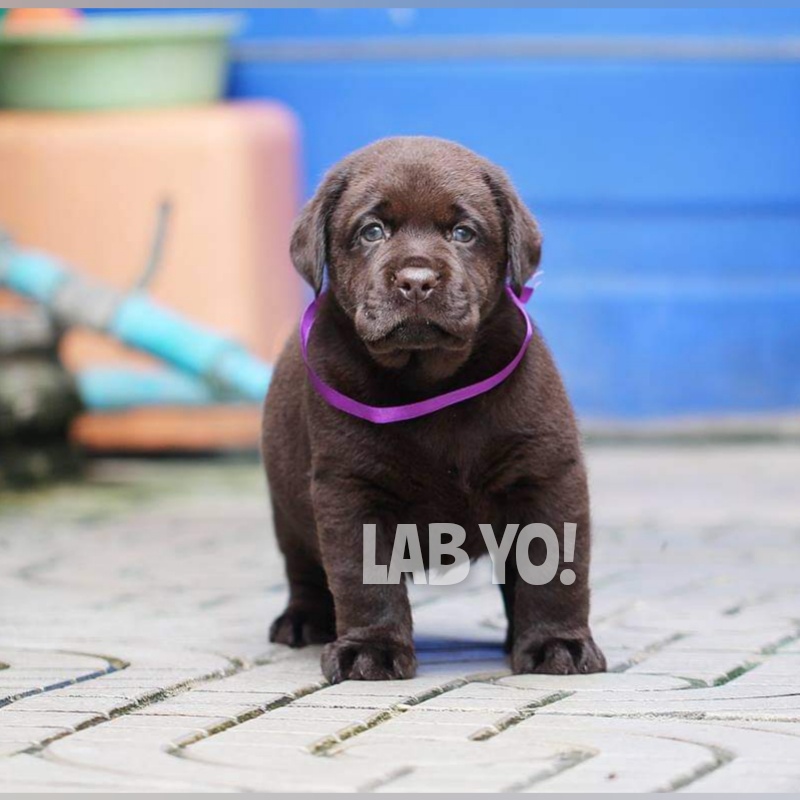 ลาบราดอร์สีช็อค #Labrador #Puppy #ลาบราดอร์รีทรีฟเวอร์ #Labrador Retriever #chocolate #chocolate #labpuppy #lab #labradorpup