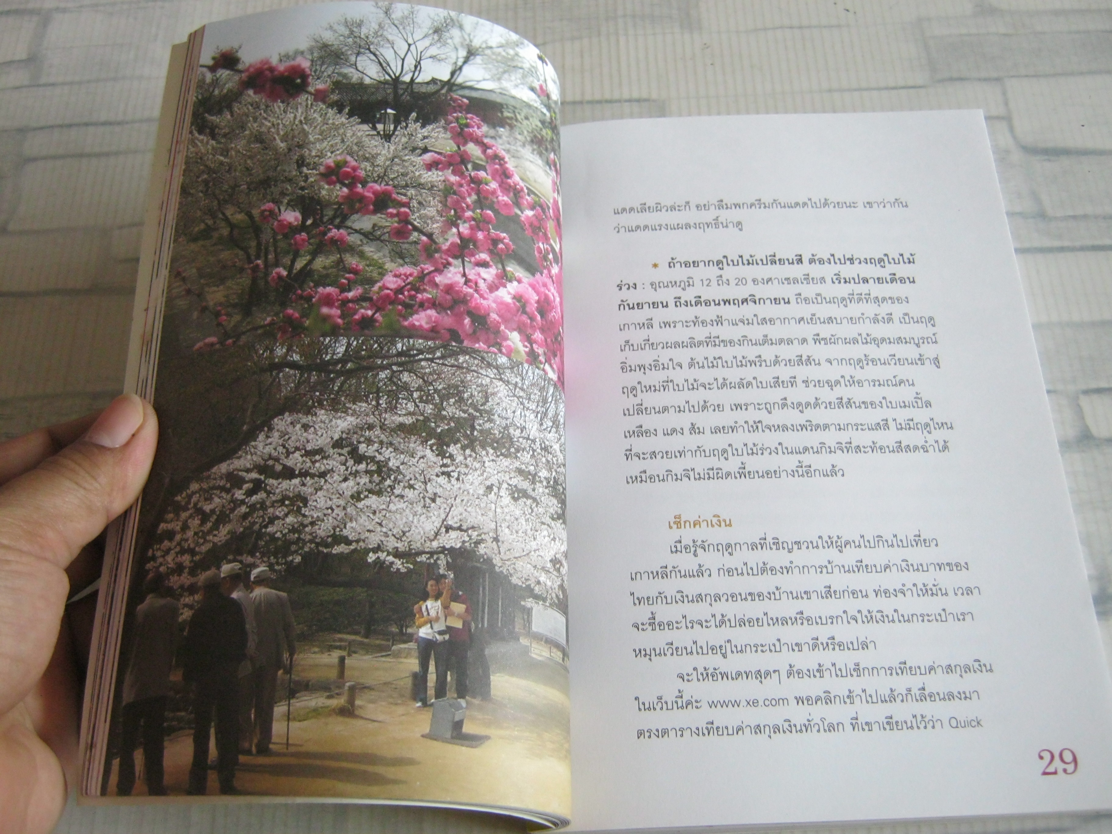 healthy korea ปวิตรา เกษมเนตร เขียน