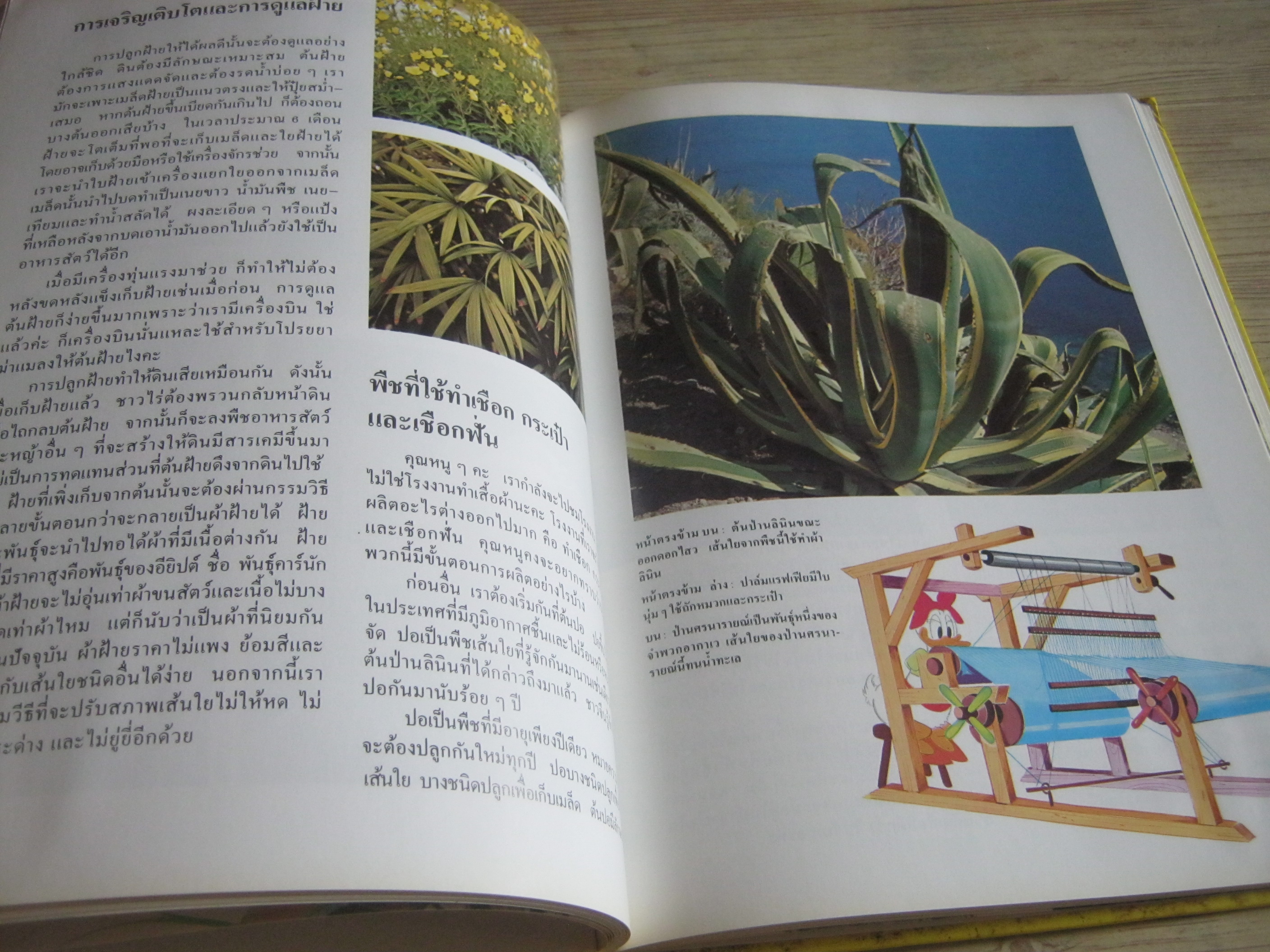 Disney's โลกมหัศจรรย์ เล่มที่ 2 ธรรมชาติ Sergio Frugis เรื่อง ศูนย์การแปล คณะอักษรศาสตร์ จุฬาลงกรณ์มหาวิทยาลัย แปล