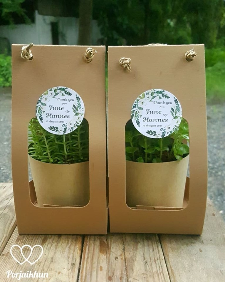 ต้นไม้ของชำร่วยในกล่องกระดาษลดใช้ถุงพลาสติก