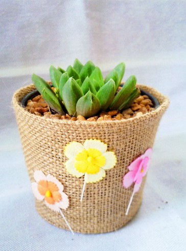 แคคตัส กุหลาบหินใบ และไม้อวบน้ำคละชนิดต้นไม้ได้ ของชำร่วยต้นไม้,กระบองเพชร