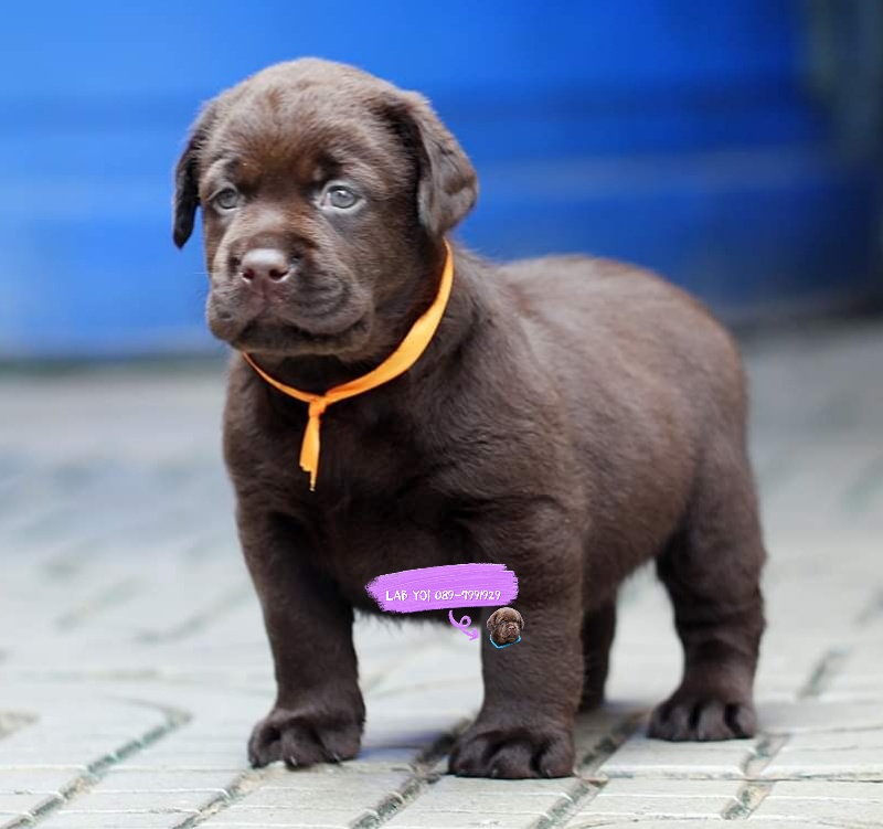 ลาบราดอร์สีช็อค female 4/02/2565 #Labrador #Puppy #ลาบราดอร์รีทรีฟเวอร์ #Labrador Retriever #chocolate #chocolate #labpuppy #lab #labradorpuppy