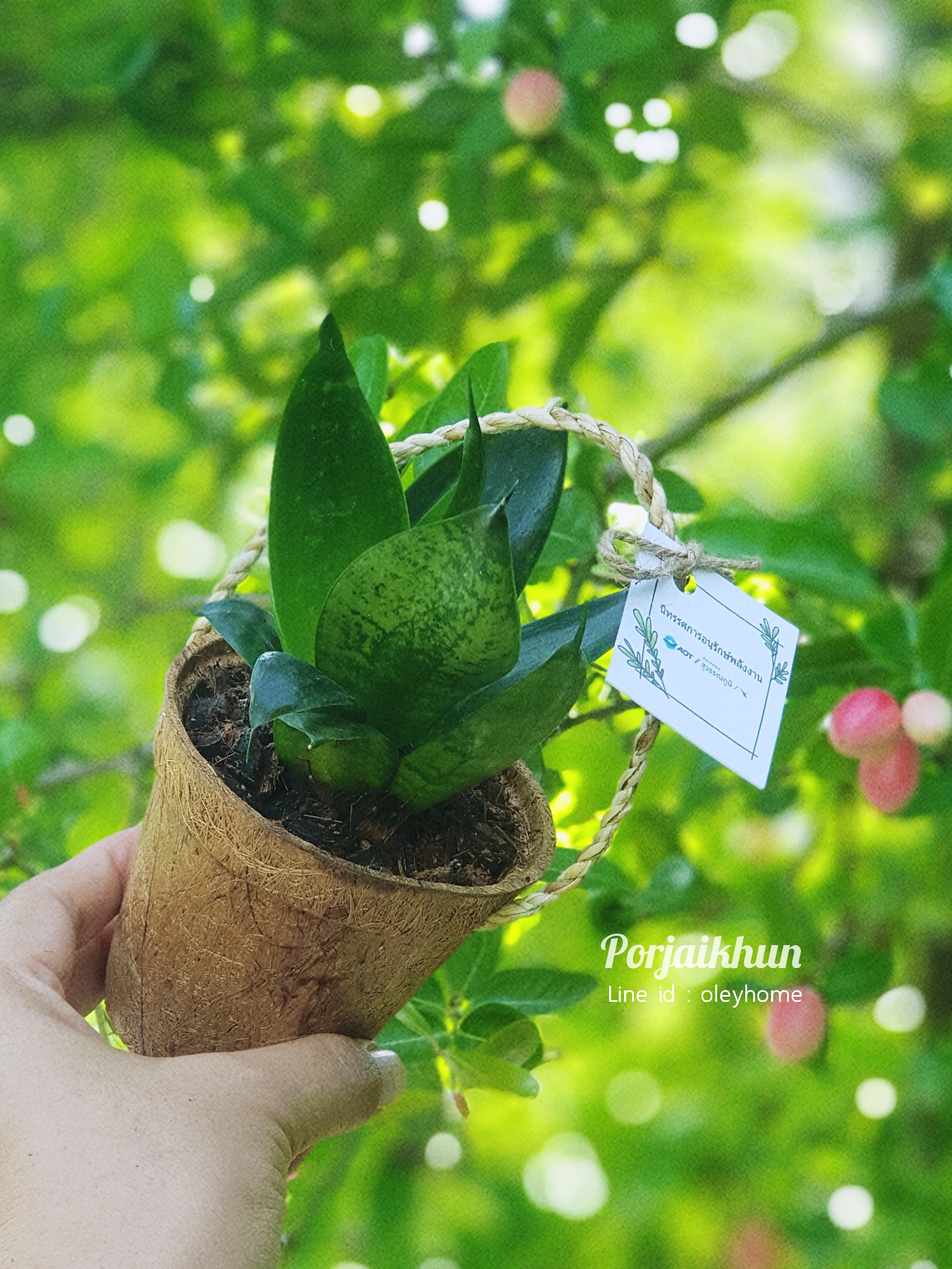 ของชำร่วยต้นไม้มงคลในกระถางใยมะพร้าวมีหูหิ้วในตัว