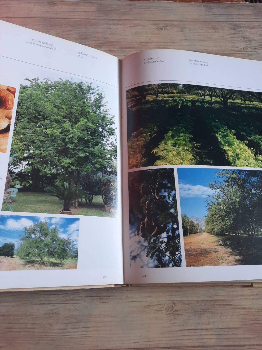 พรรณไม้ในสวนหลวง ร.๙