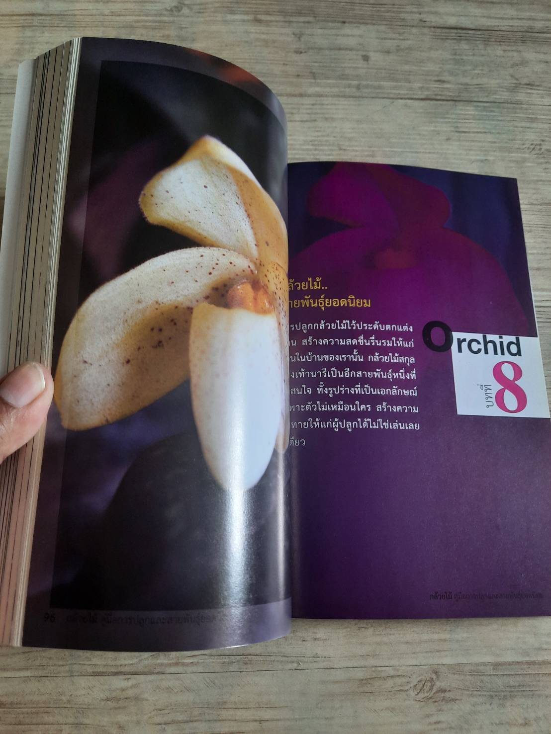 กล้วยไม้ คู่มือการปลูกและสายพันธุ์ยอดนิยม โดย อาจารย์กนกวรรณ เตชะวณิช