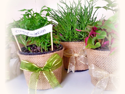 ไม้ประดับในกระถางผ้ากระสอบ