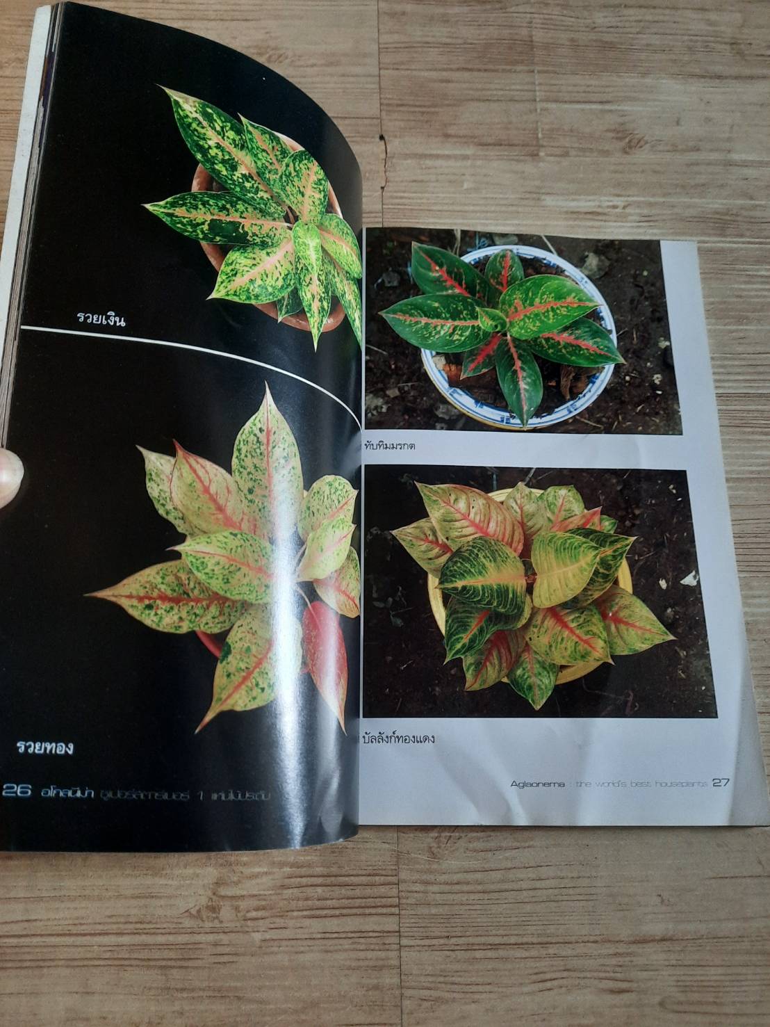 อโกลนีม่า ซูเปอร์สตาร์เบอร์ 1 แห่งไม้ประดับ โดย ณญ ณัฐจักร์