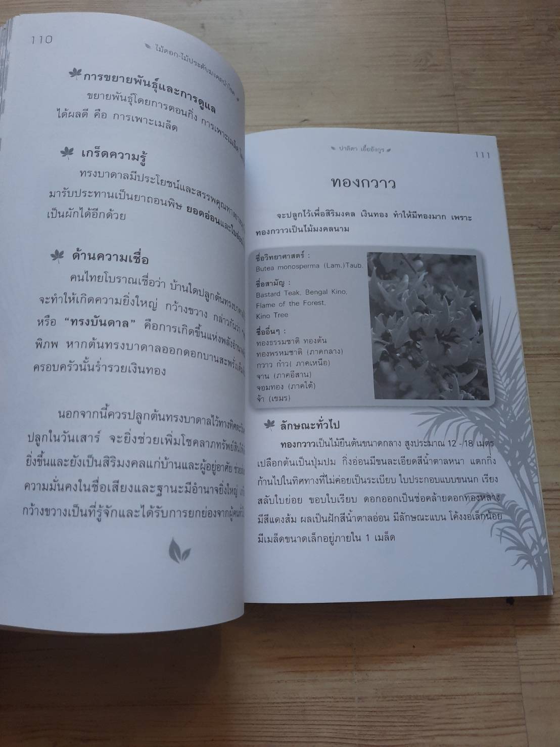 ไม้ดอก ไม้ประดับมงคลนำโชค โดย ปาลิตา เอื้ออังกูร***สินค้าหมด***