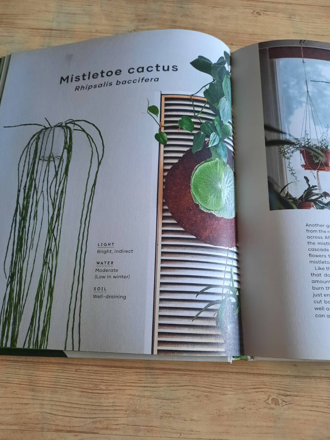 The Leaf Supply Guide to Greating Your Indoor Jungle By Lauren Comilleri + Sophia Kaplan (ปกแข็ง)