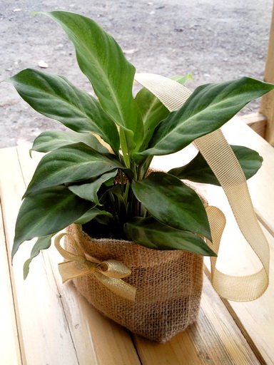 ไม้มงคลนาม กระถาง 3" ในถุงผ้ากระสอบ