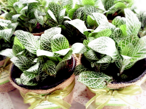 ไม้ประดับในกระถางผ้ากระสอบ