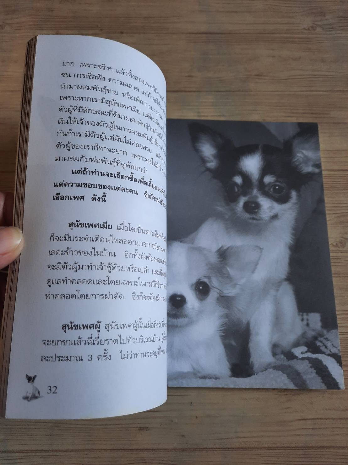 Dog's Story ชิวาวา (Chihuahua) โดย แพทย์หญิงจินตนา คงทวีกุล