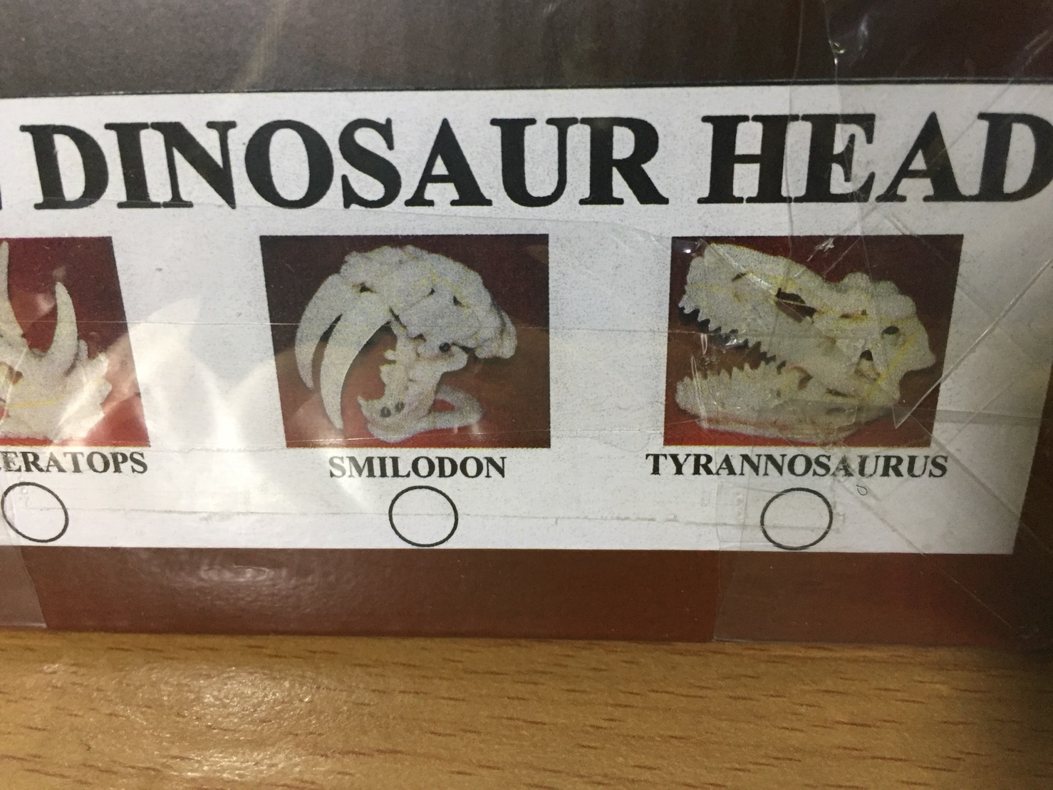 ชุดกระเป๋าขุดฟอสซิลและนำโครงกระดูกมาประกอบ(DinoSaur Adventure)