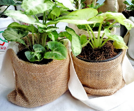 ไม้มงคลนาม กระถาง 3" ในถุงผ้ากระสอบ