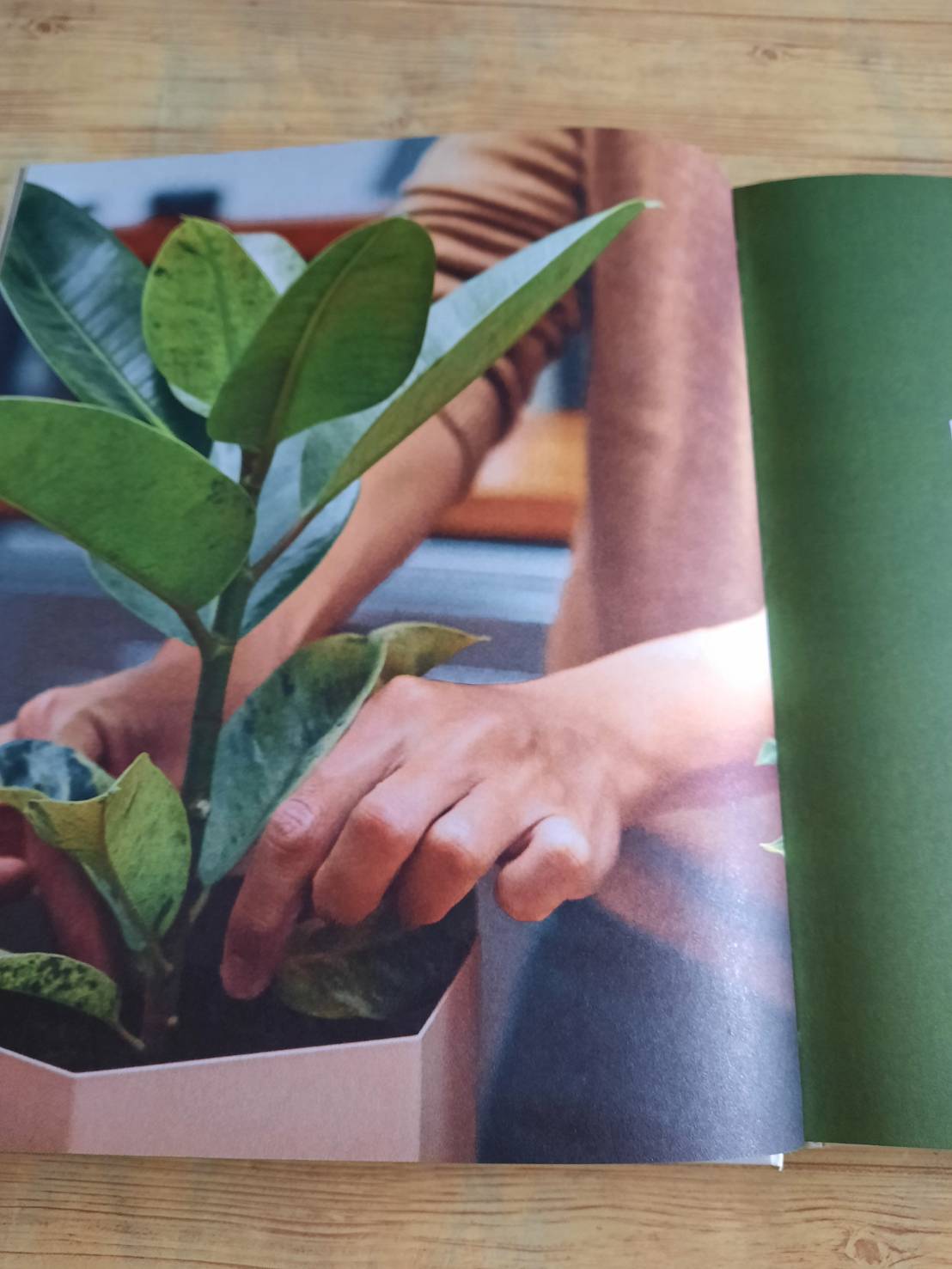 The Leaf Supply Guide to Greating Your Indoor Jungle By Lauren Comilleri + Sophia Kaplan (ปกแข็ง)