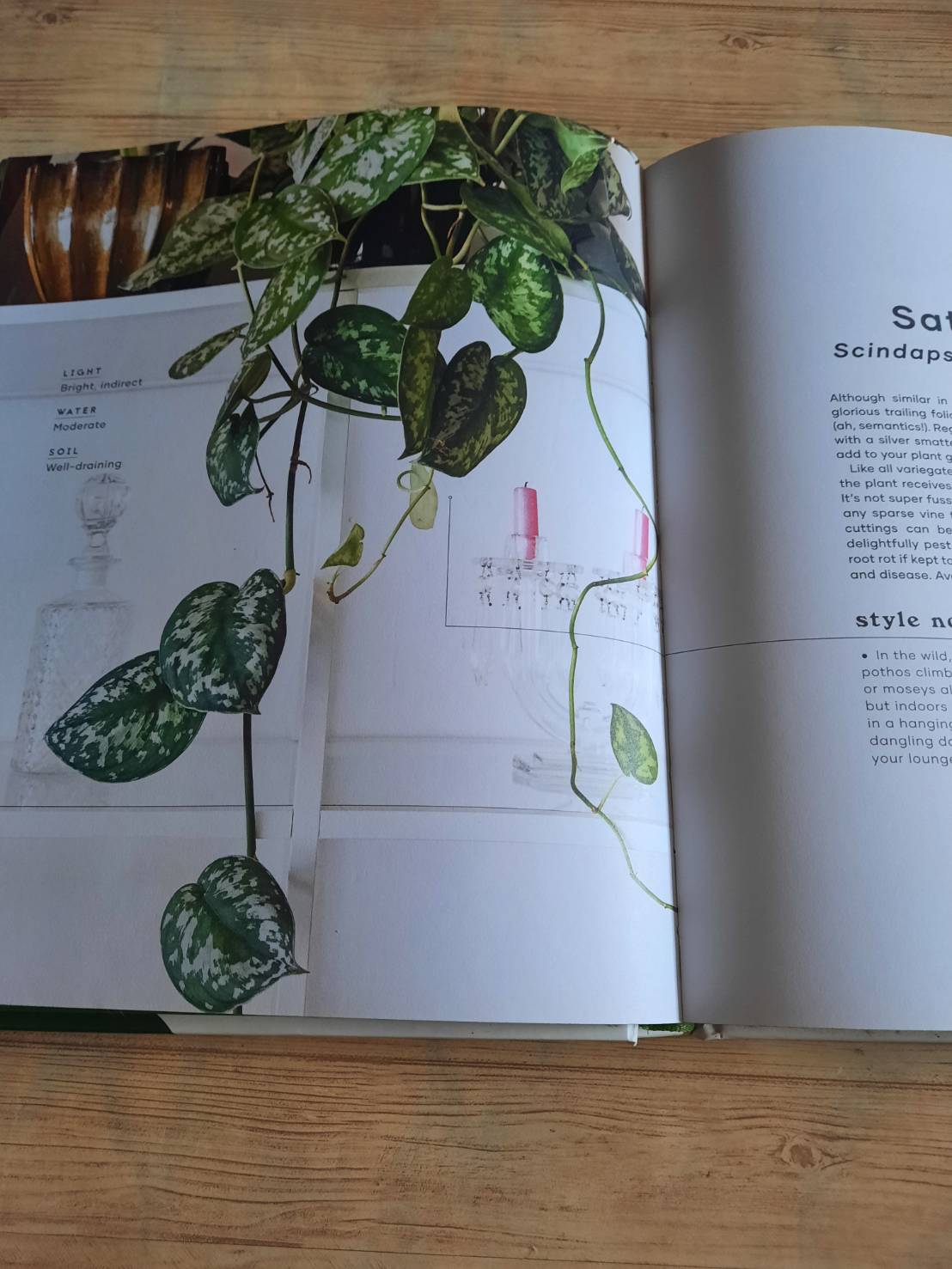 The Leaf Supply Guide to Greating Your Indoor Jungle By Lauren Comilleri + Sophia Kaplan (ปกแข็ง)