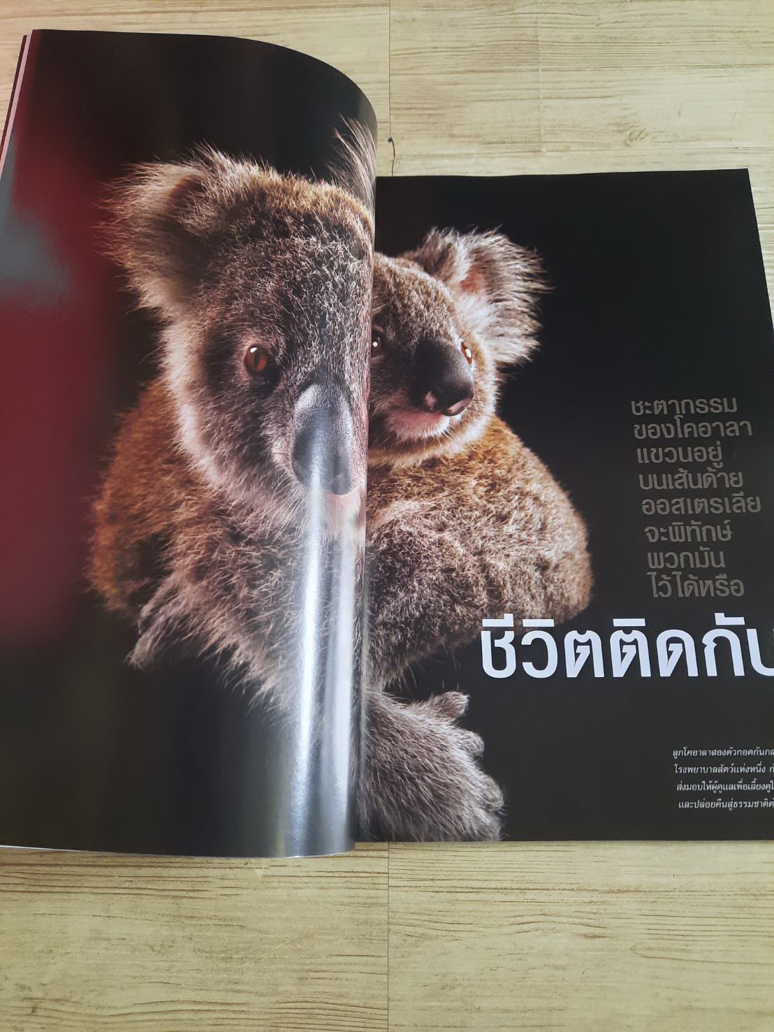 NATIONAL GEOGRAPHIC ฉบับภาษาไทย มิถุนายน 2555 คืนสีสันและชีวิตให้กองทัพนักรบดินเผาแห่งจิ๋นซีฮ่องเต้