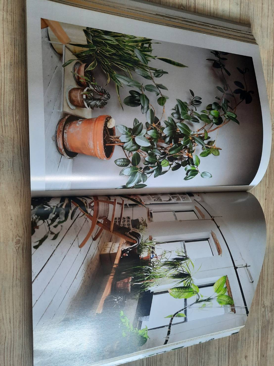 Indoor Green Living with Plants By Mr.Kitly's Bree Claffey Photography By Lauren Barnford