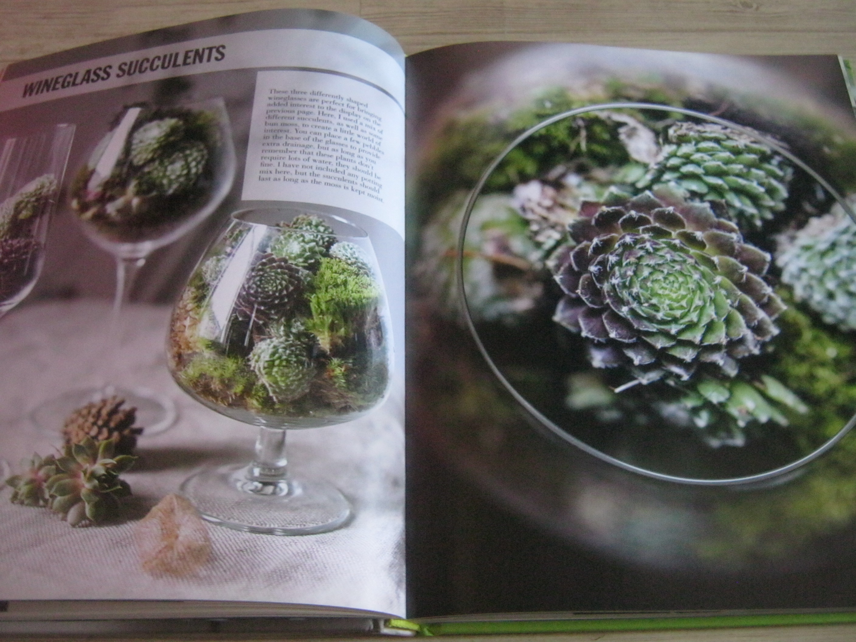 House Plants By Isabelle Palmer