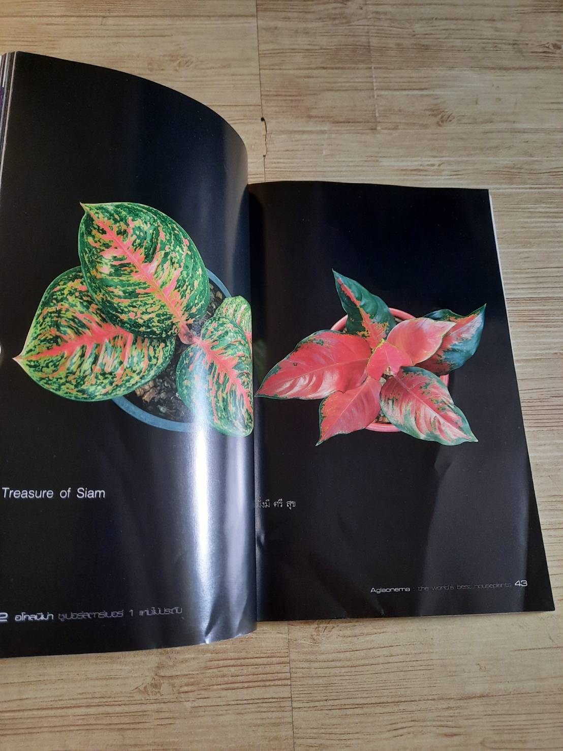 อโกลนีม่า ซูเปอร์สตาร์เบอร์ 1 แห่งไม้ประดับ โดย ณญ ณัฐจักร์