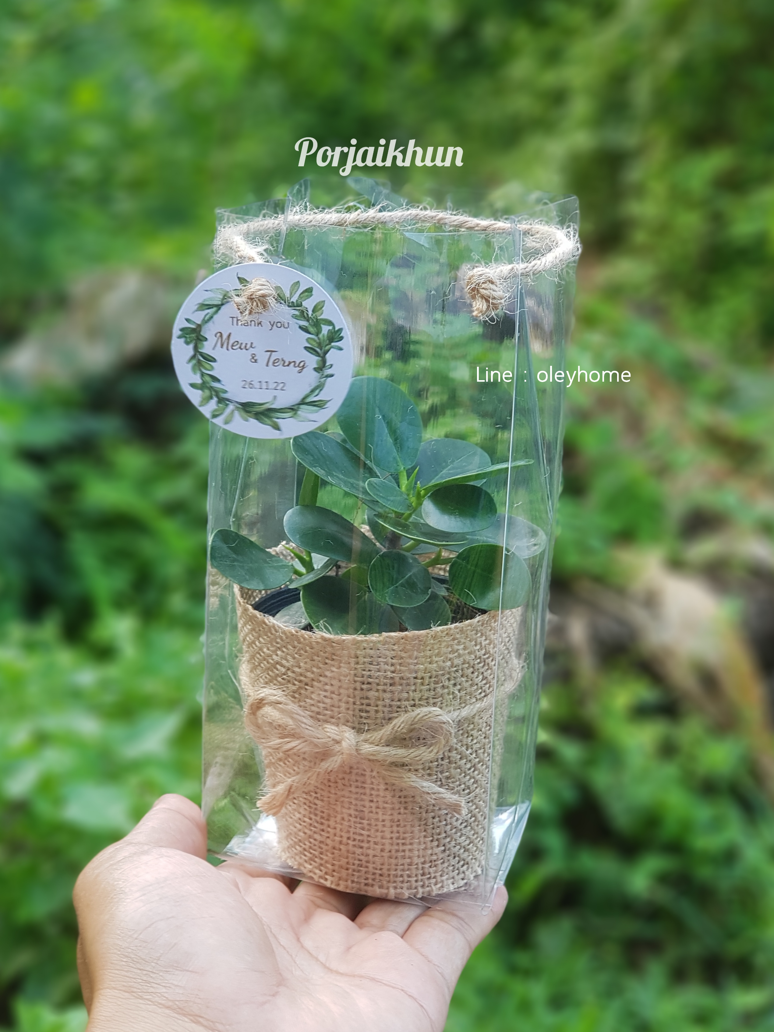 ของชำร่วยต้นไม้ห่อผ้ากระสอบใส่ถุงใสหูหิ้วเชือกปอ กระถางขนาด 3 นิ้ว
