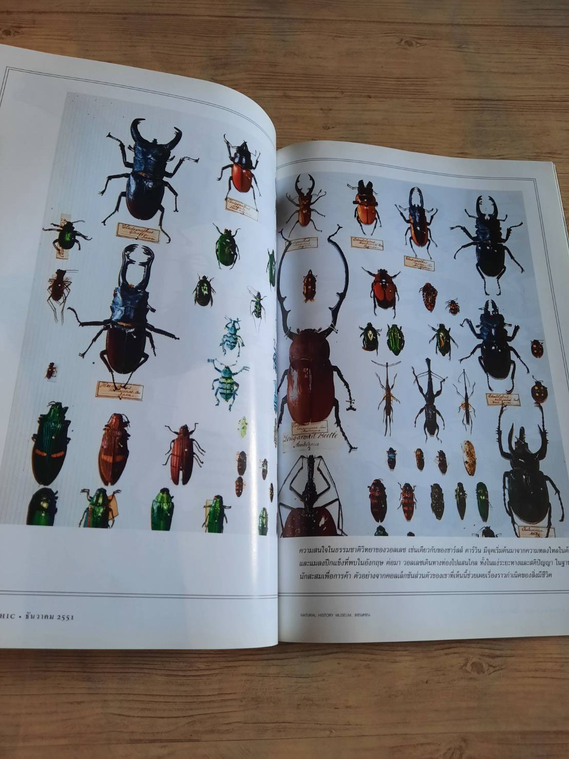 NATIONAL GEOGRAPHIC ฉบับภาษาไทย ธันวาคม 2551 คนไทยกับน้ำมัน ทางเลือกคือทางรอด