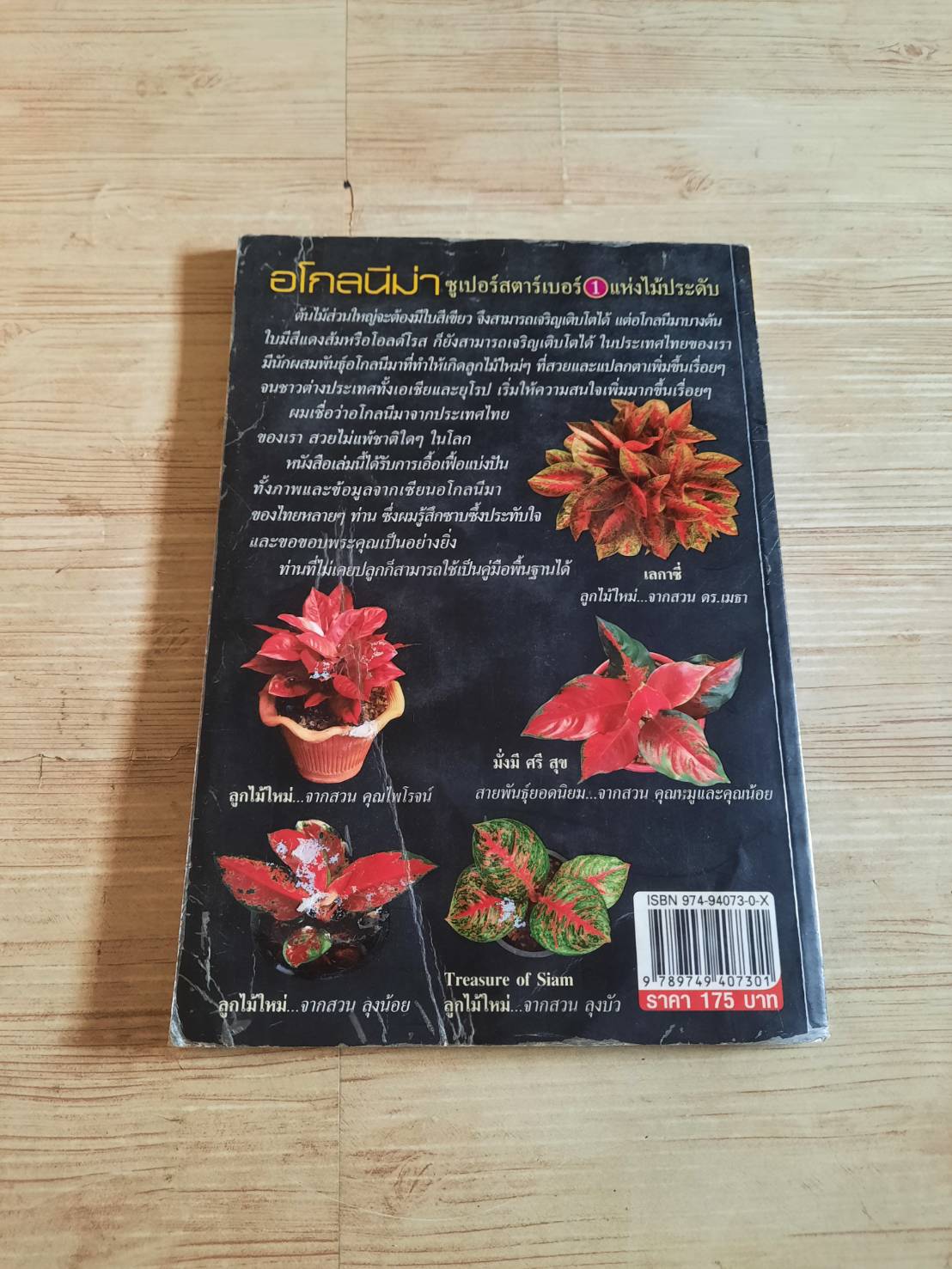 อโกลนีม่า ซูเปอร์สตาร์เบอร์ 1 แห่งไม้ประดับ โดย ณญ ณัฐจักร์