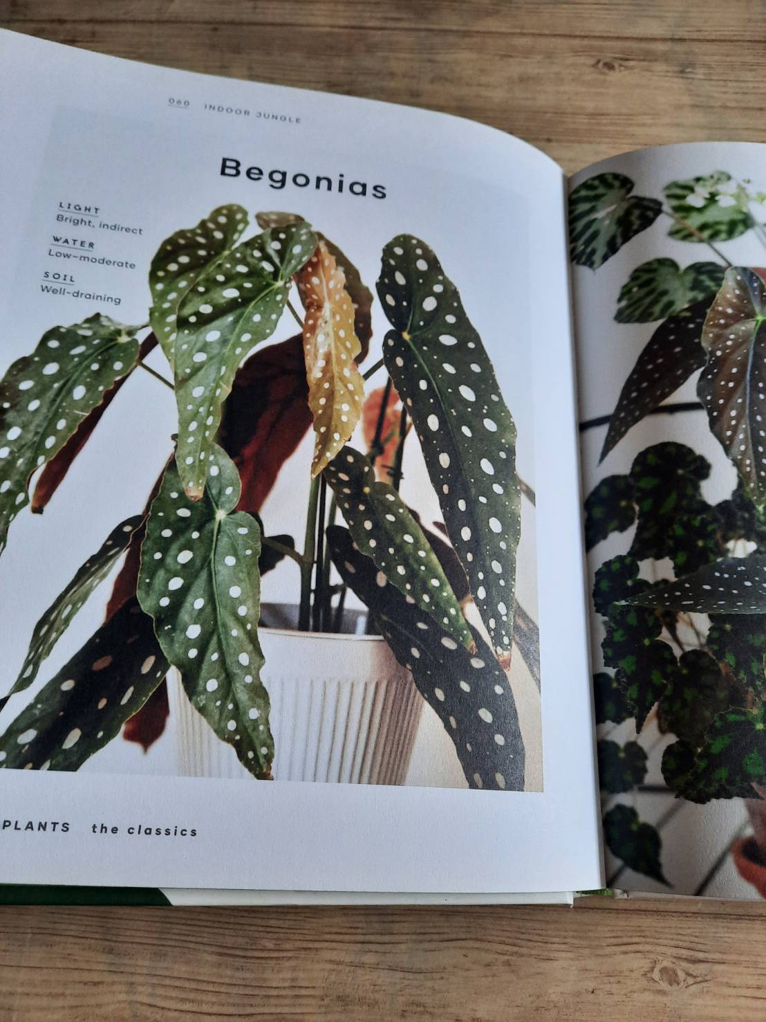 The Leaf Supply Guide to Greating Your Indoor Jungle By Lauren Comilleri + Sophia Kaplan (ปกแข็ง)