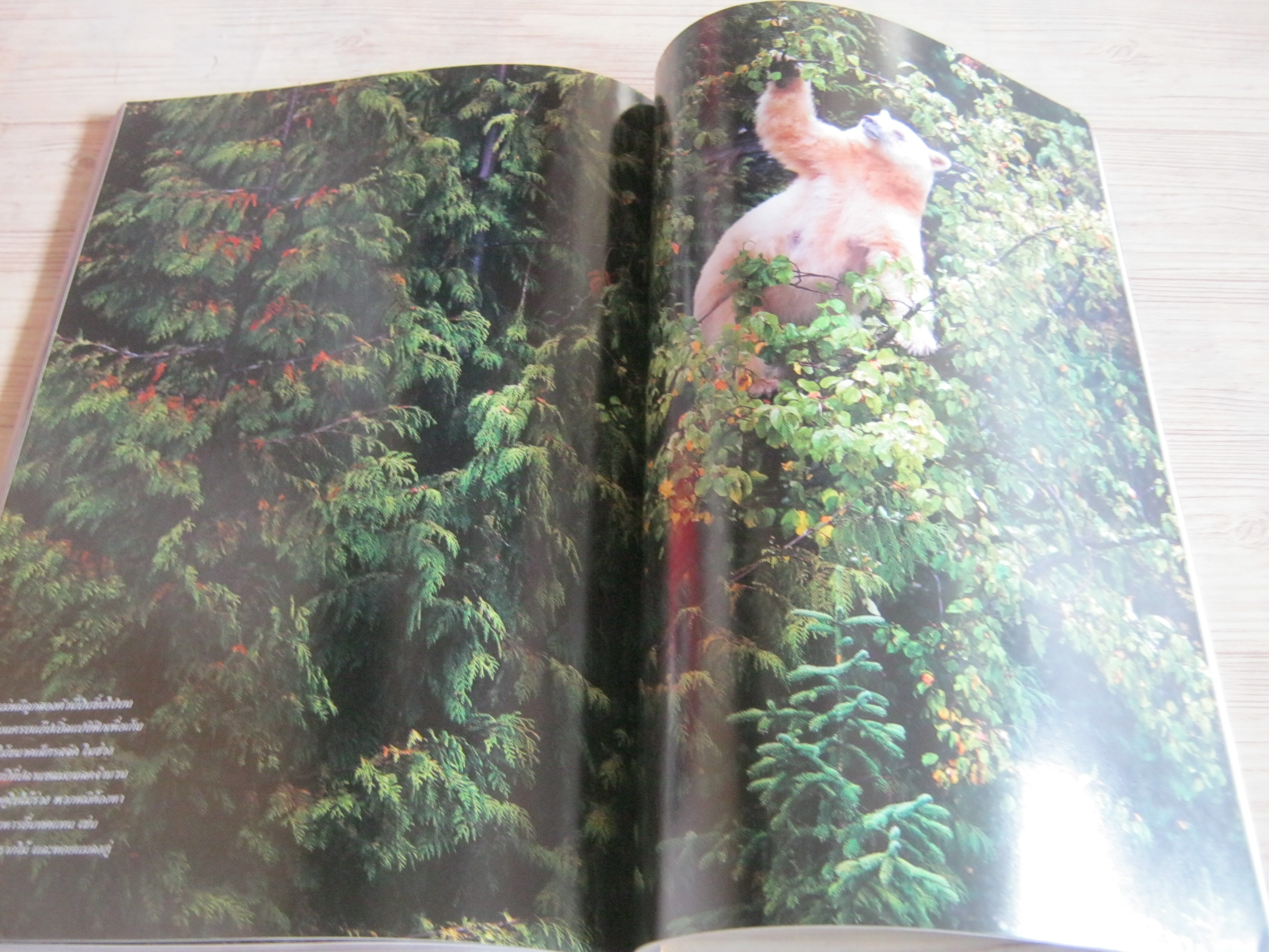 NATIONAL GEOGRAPHIC ฉบับภาษาไทย สิงหาคม 2554 นวัตกรรมไฮเทคหุ่นยนต์กลายเป็นมนุษย์