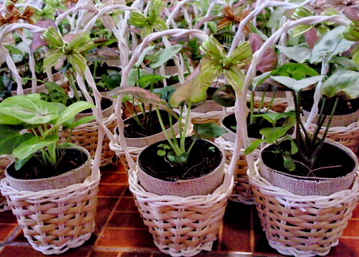 ไม้มงคลนาม กระถาง 2.5" ในกระเช้าของชำร่วย