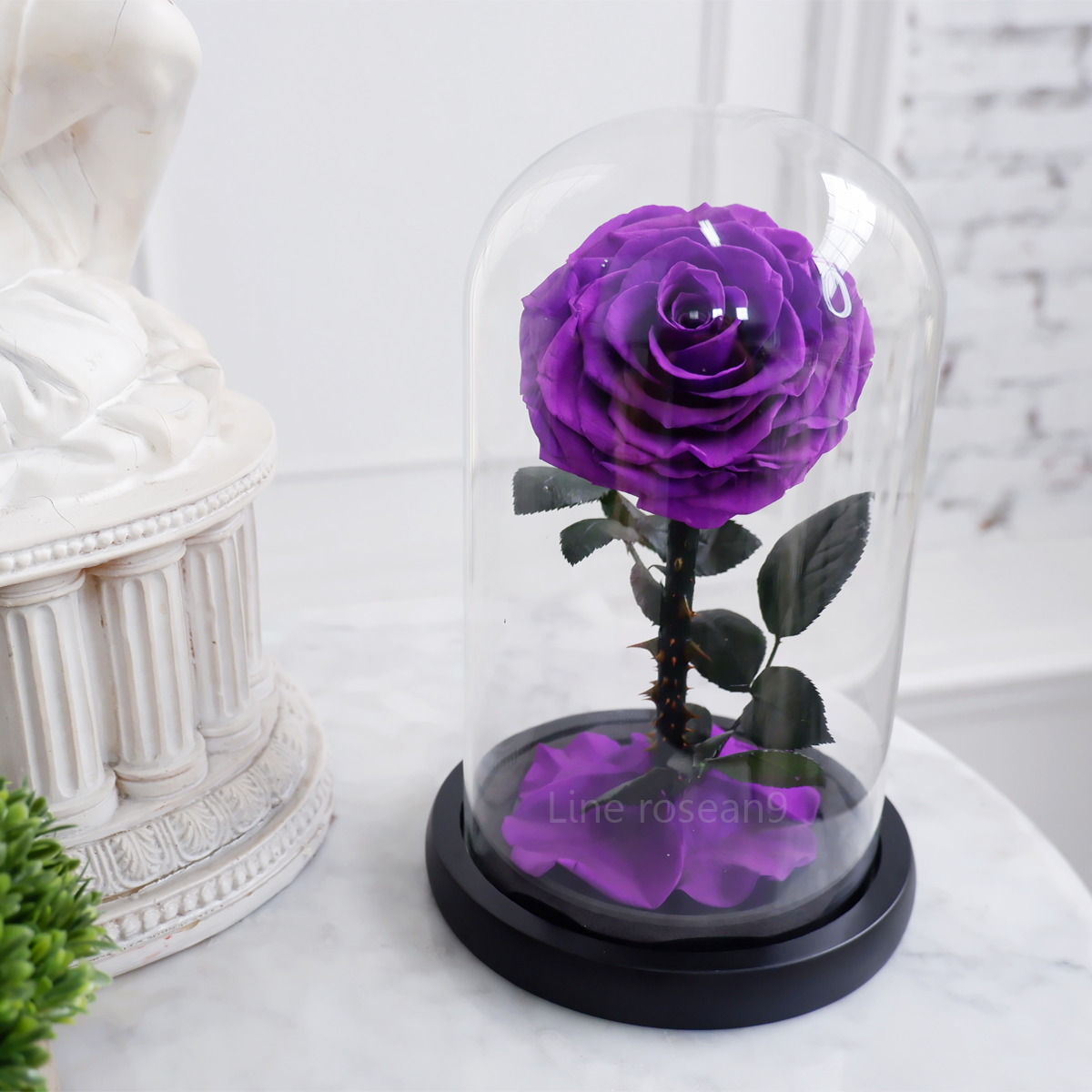 กุหลาบอมตะ กุหลาบในโหลแก้ว กุหลาบสีม่วง กุหลาบโฉมงามกับเจ้าชายอสูร