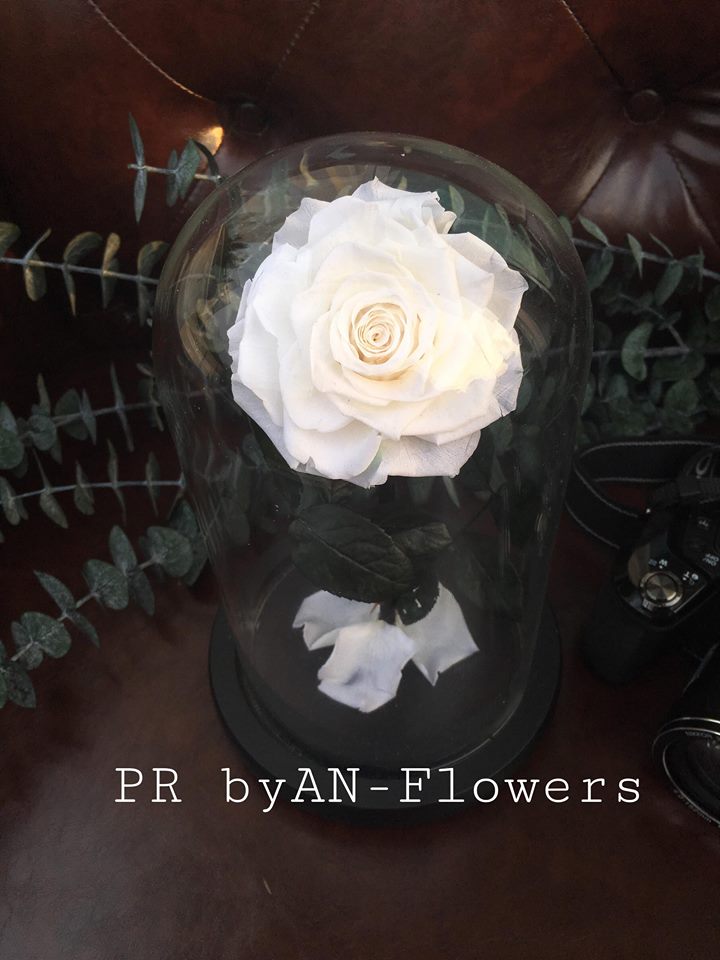 กุหลาบอมตะ กุหลาบในโหลแก้ว preservedrose กุหลาบbeauty and the beast