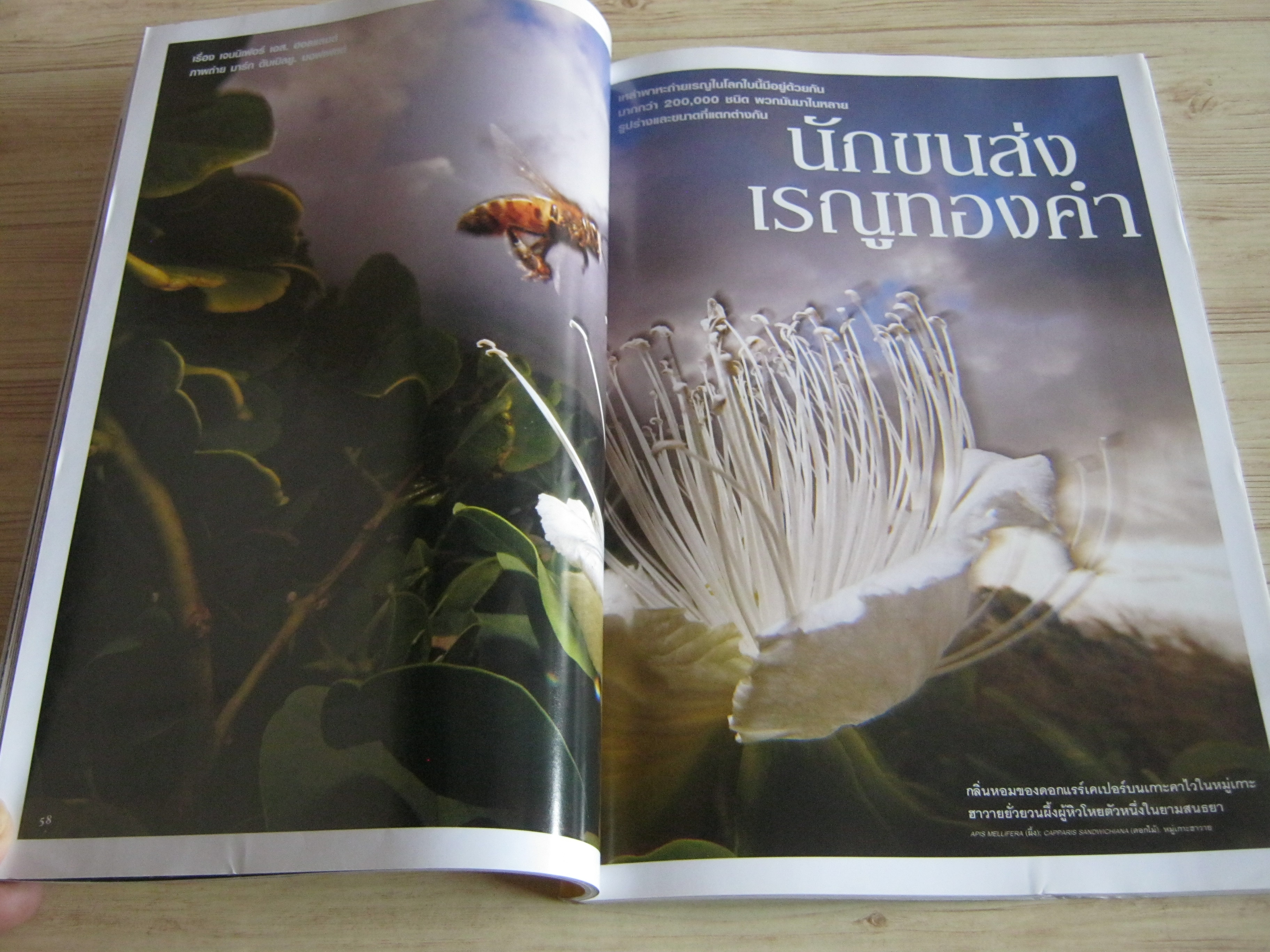 NATIONAL GEOGRAPHIC ฉบับภาษาไทย มีนาคม 2554 แอนโทรโปซีน ยุคมนุษย์ครองโลก