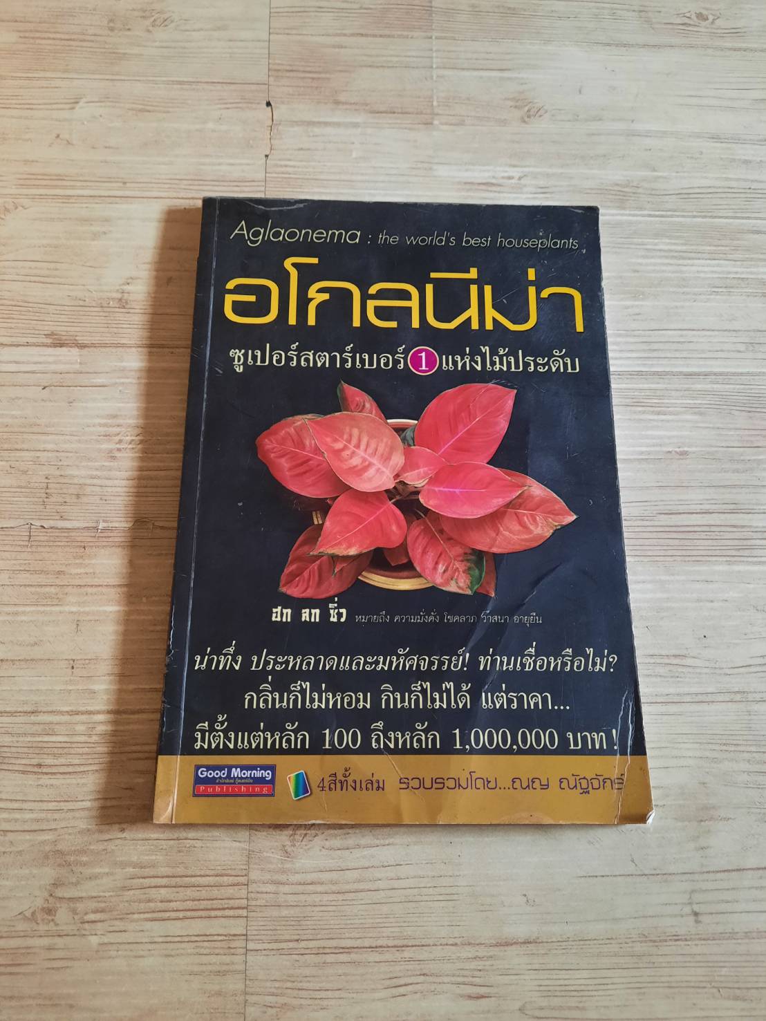 อโกลนีม่า ซูเปอร์สตาร์เบอร์ 1 แห่งไม้ประดับ โดย ณญ ณัฐจักร์