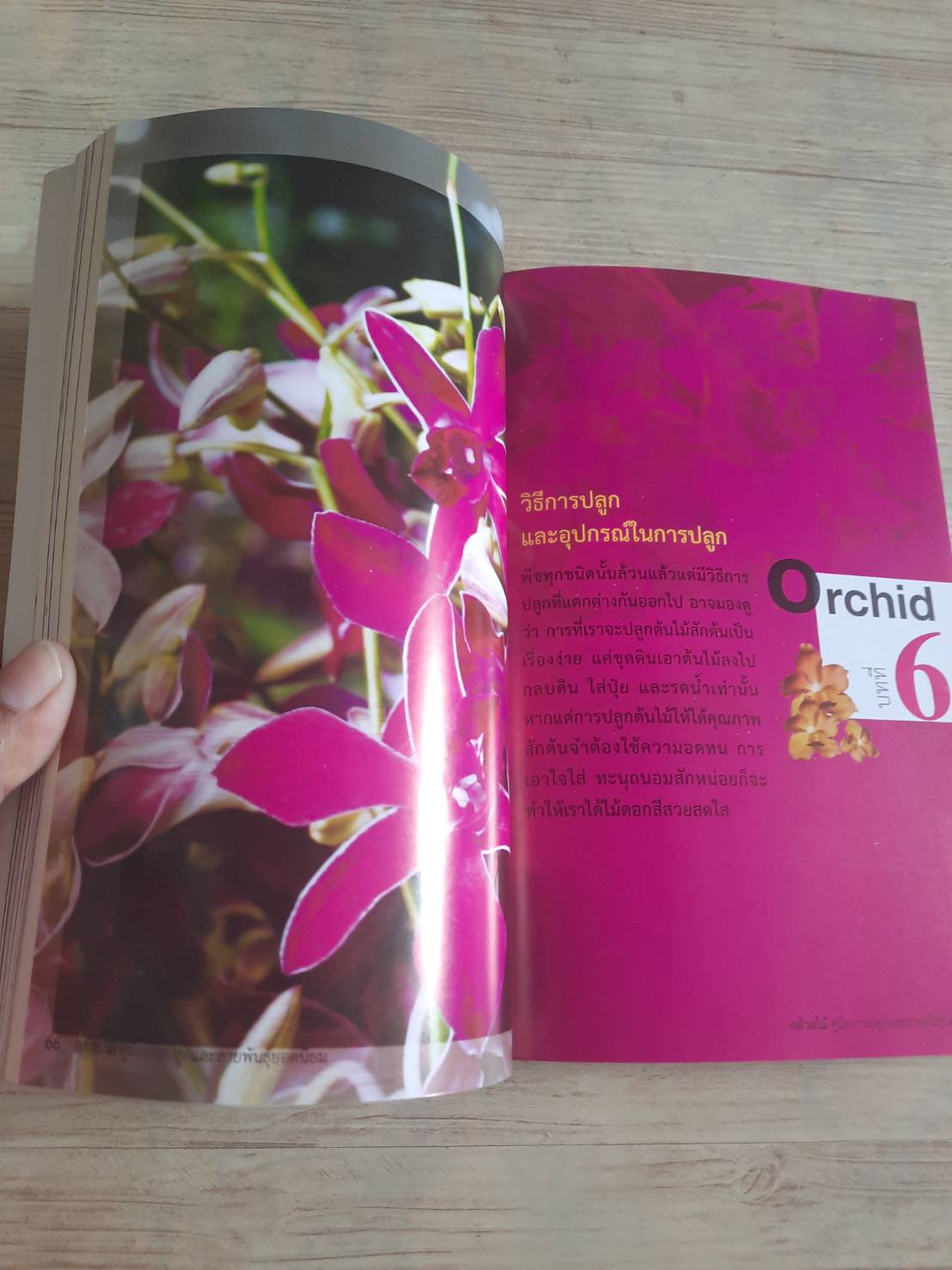 กล้วยไม้ คู่มือการปลูกและสายพันธุ์ยอดนิยม โดย อาจารย์กนกวรรณ เตชะวณิช