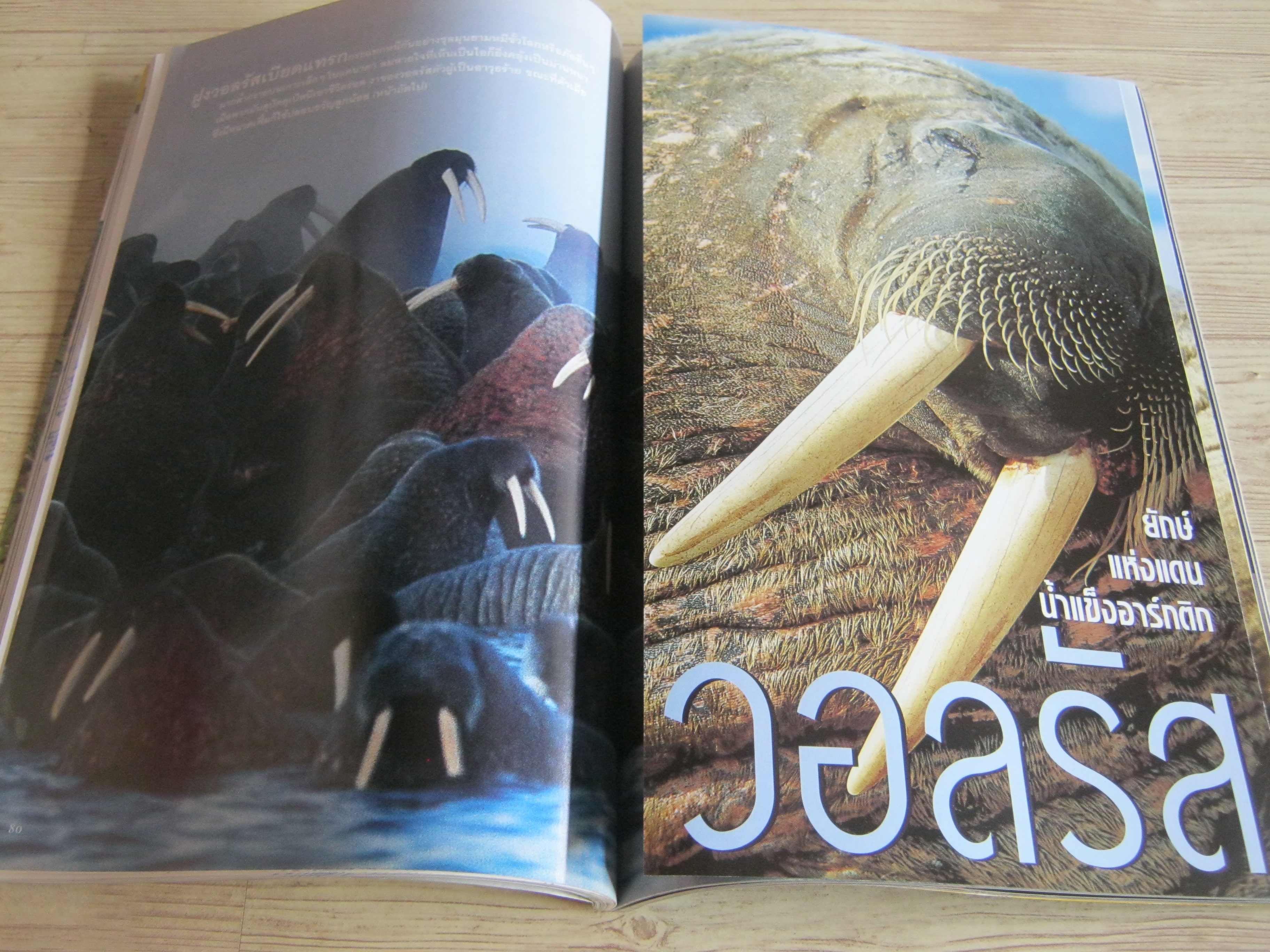 NATIONAL GEOGRAPHIC ฉบับภาษาไทย กันยายน 2544 ปริศนาอายุของพีระมิดและสรรพสิ่งในจักรวาล