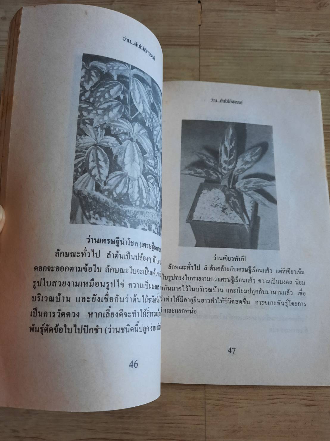 ว่าน ต้นไม้อัศจรรย์ วันชนะ เรียบเรียง