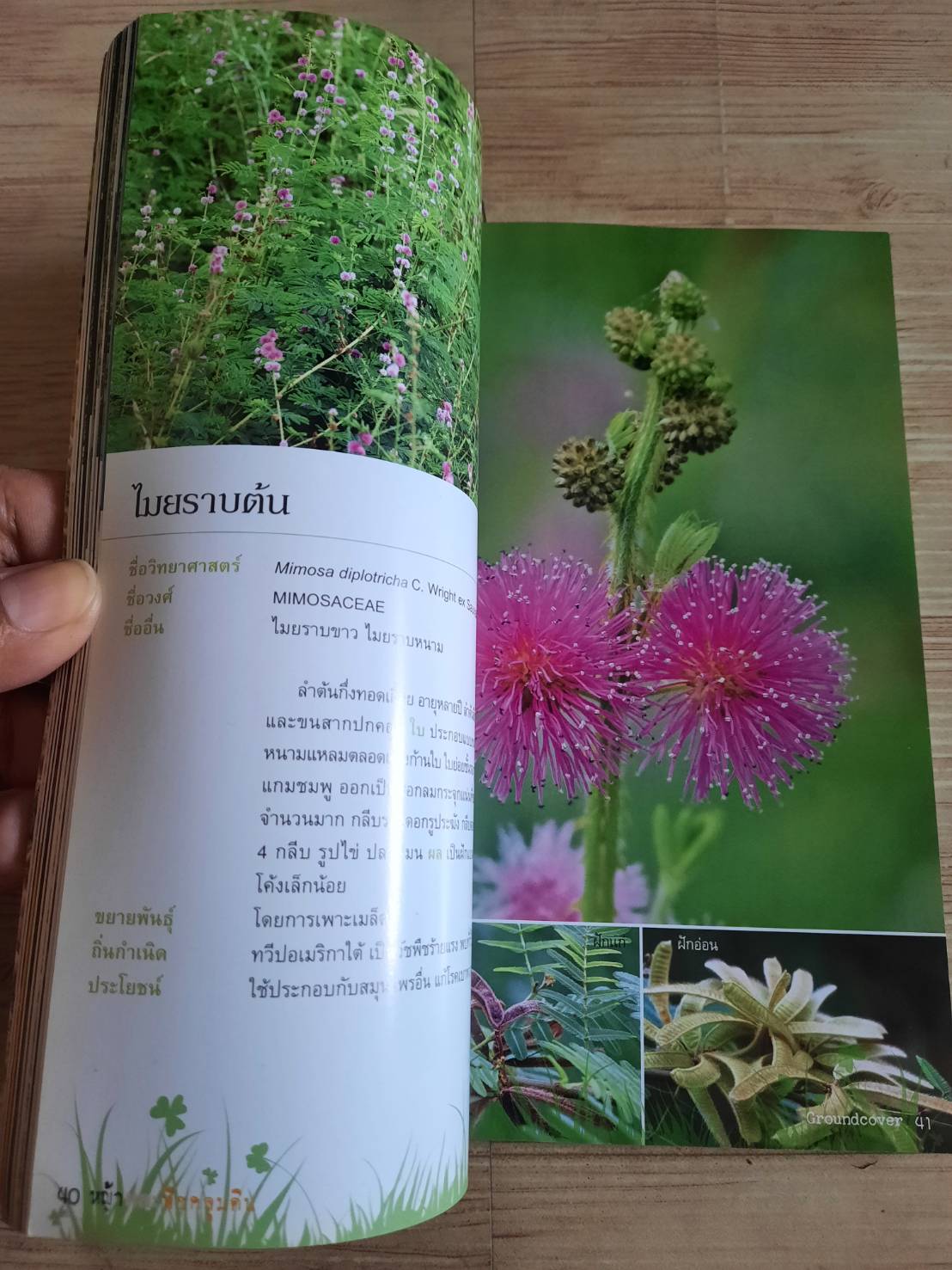 ร้อยพรรณพฤกษา หญ้า พืชคลุมดิน (Groundcover) โดย เศรษฐมันตร์ กาญจนกุล***สินค้าหมด***