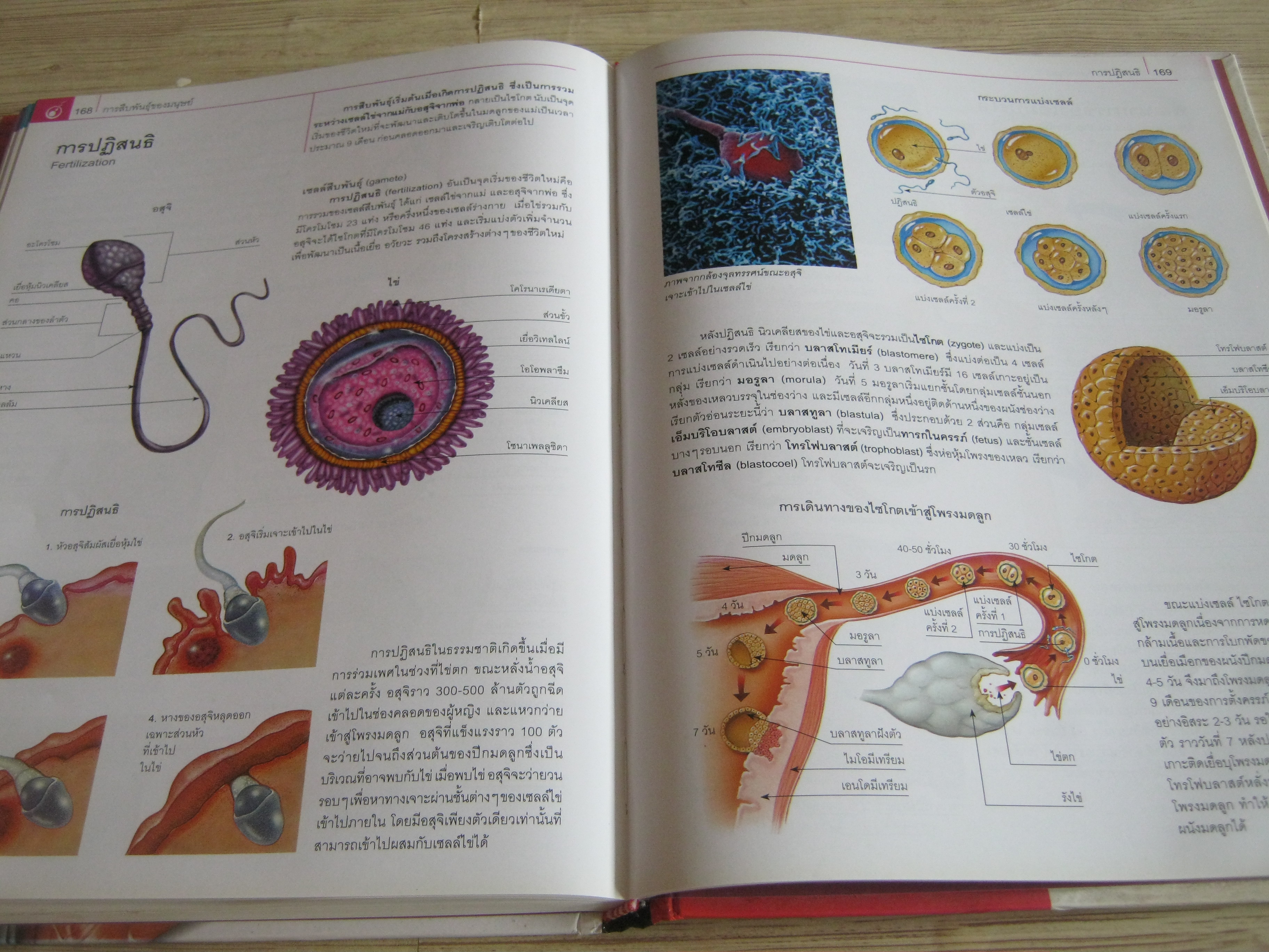 กายวิภาคศาสตร์และสรีรวิทยา (Anatomy and Physiology) Parramon เขียน ภุชงค์ เดชอาคม แปล***สินค้าหมด***