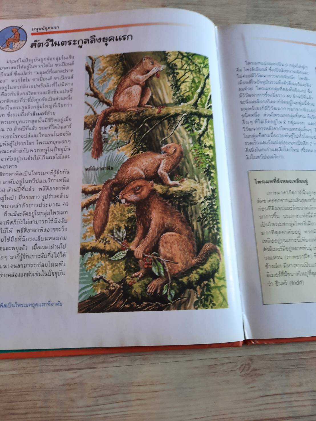 หนังสือชุดโลกโบราณ มนุษย์ยุคแรก รูเพิร์ตส์ แมตทิวส์ เรื่อง โจนาทอน ฮีป ภาพ ศูนย์การแปล คณะอักษรศาสตร์ จุฬาลงกรณ์มหาวิทยาลัย แปล