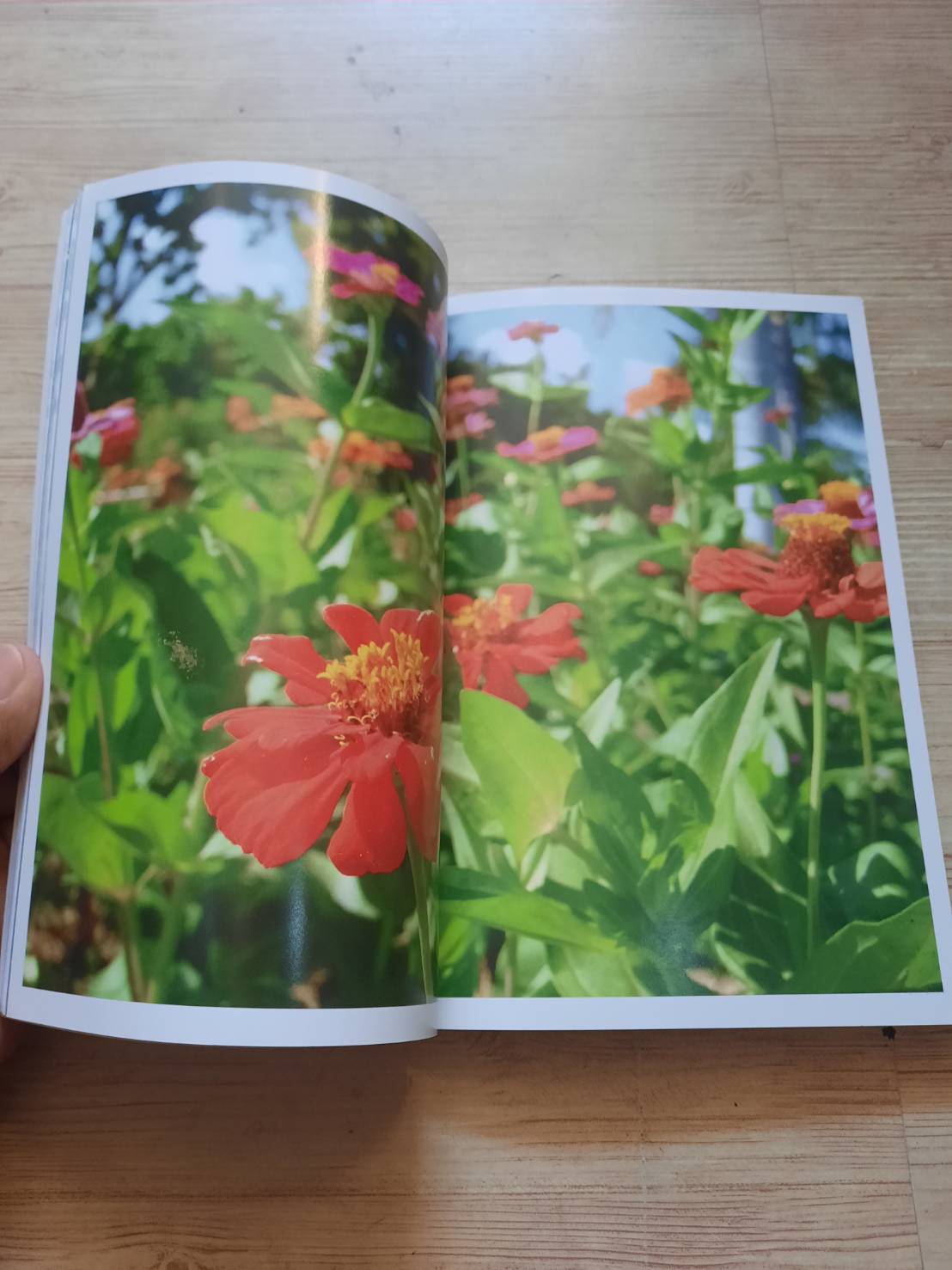 ไม้ดอก ไม้ประดับมงคลนำโชค โดย ปาลิตา เอื้ออังกูร***สินค้าหมด***