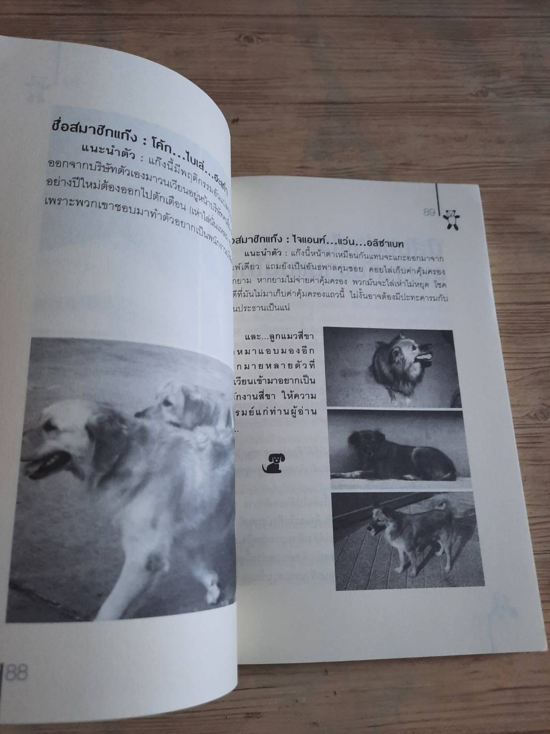 ขอหมีแพนด้าให้หมาข้าขี่ รวมนักเขียน