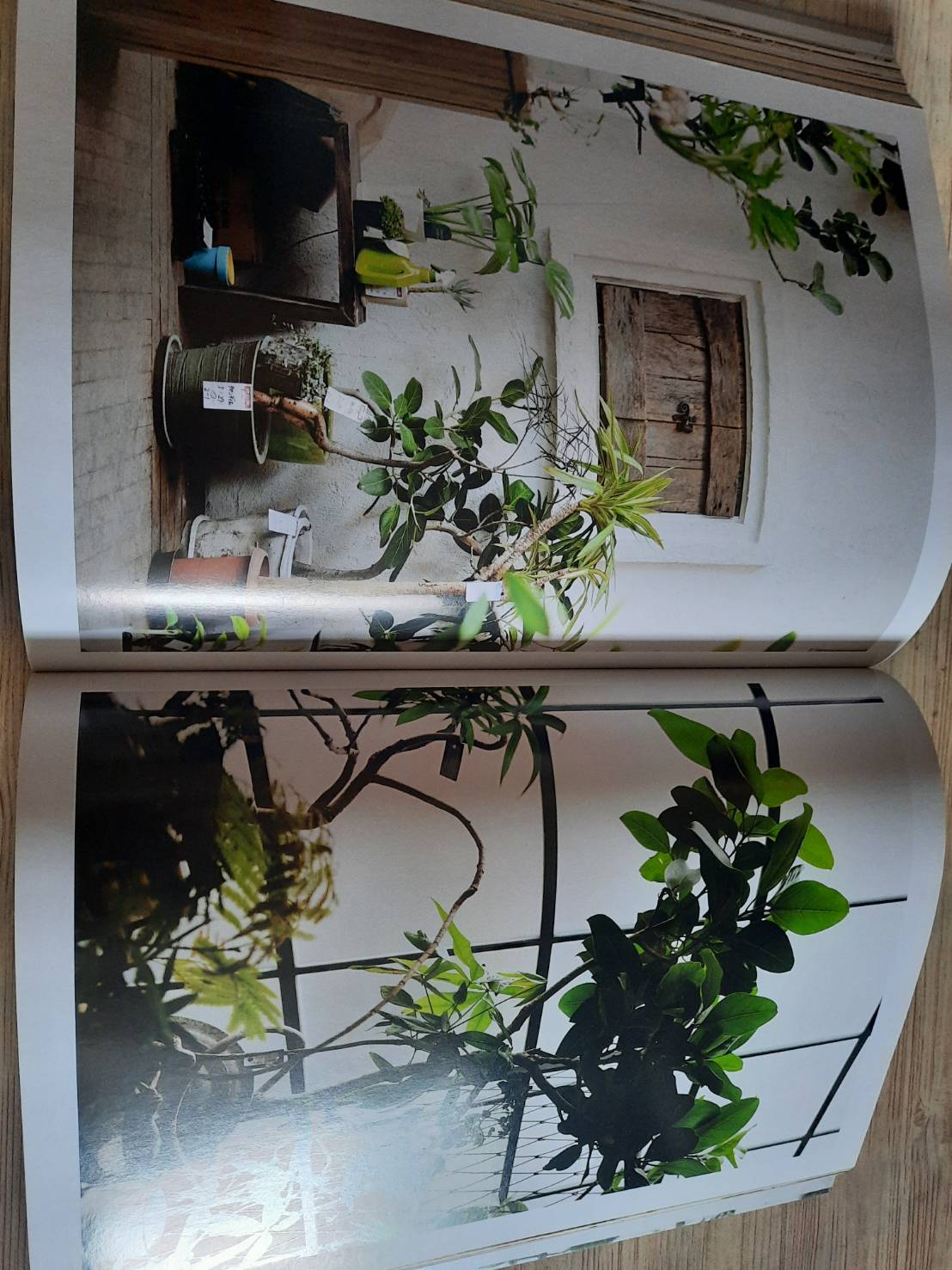 Indoor Green Living with Plants By Mr.Kitly's Bree Claffey Photography By Lauren Barnford